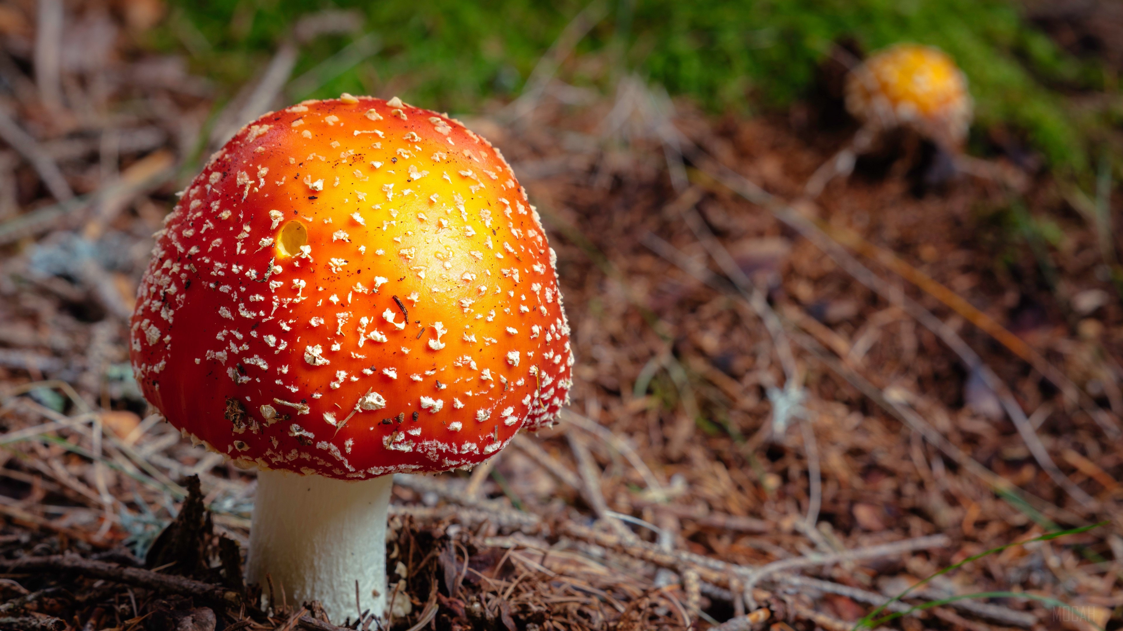Fly agaric mushroom in forest 4K HD Wallpaper