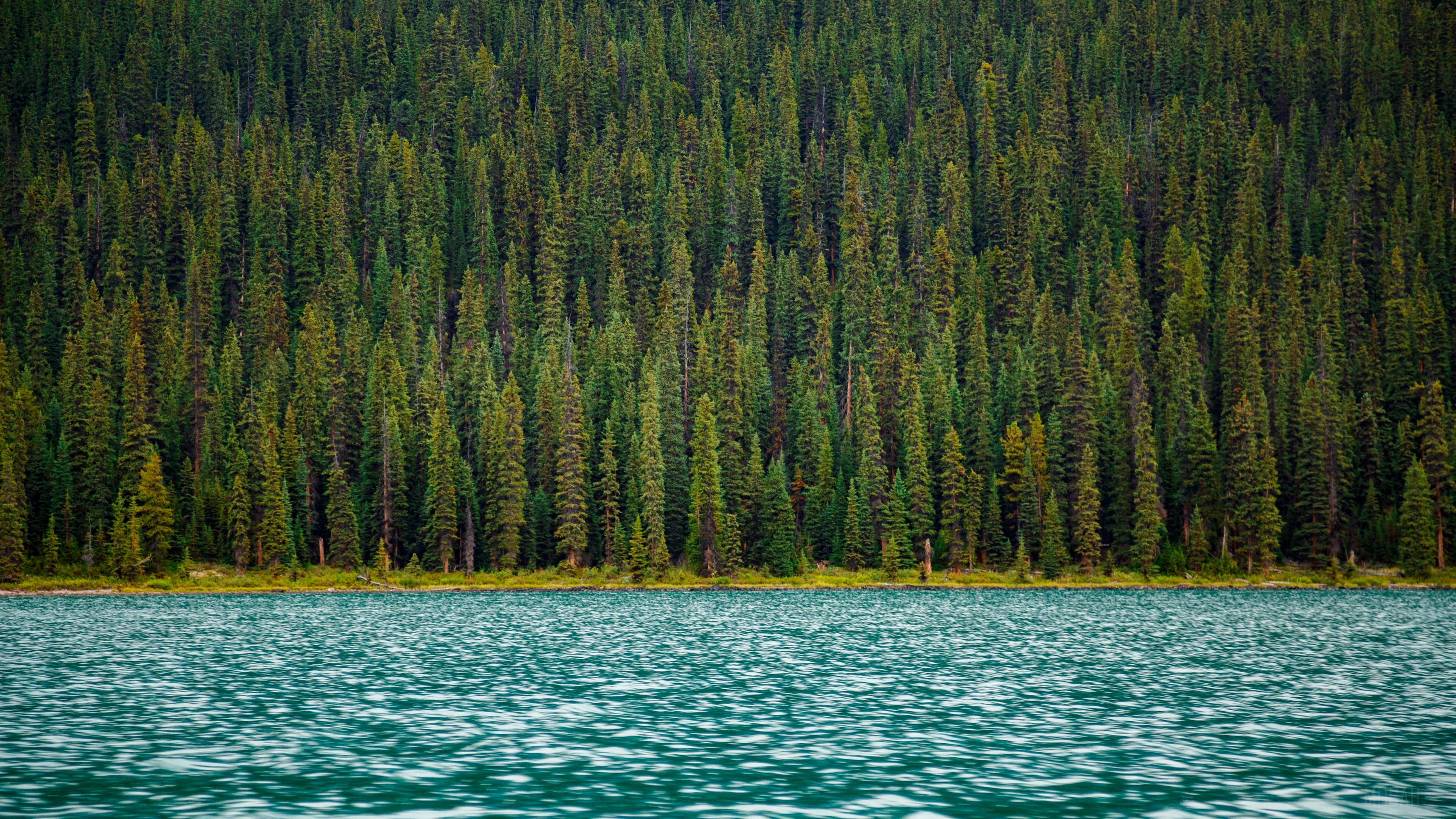 Forest and lake surface 4K HD Wallpaper