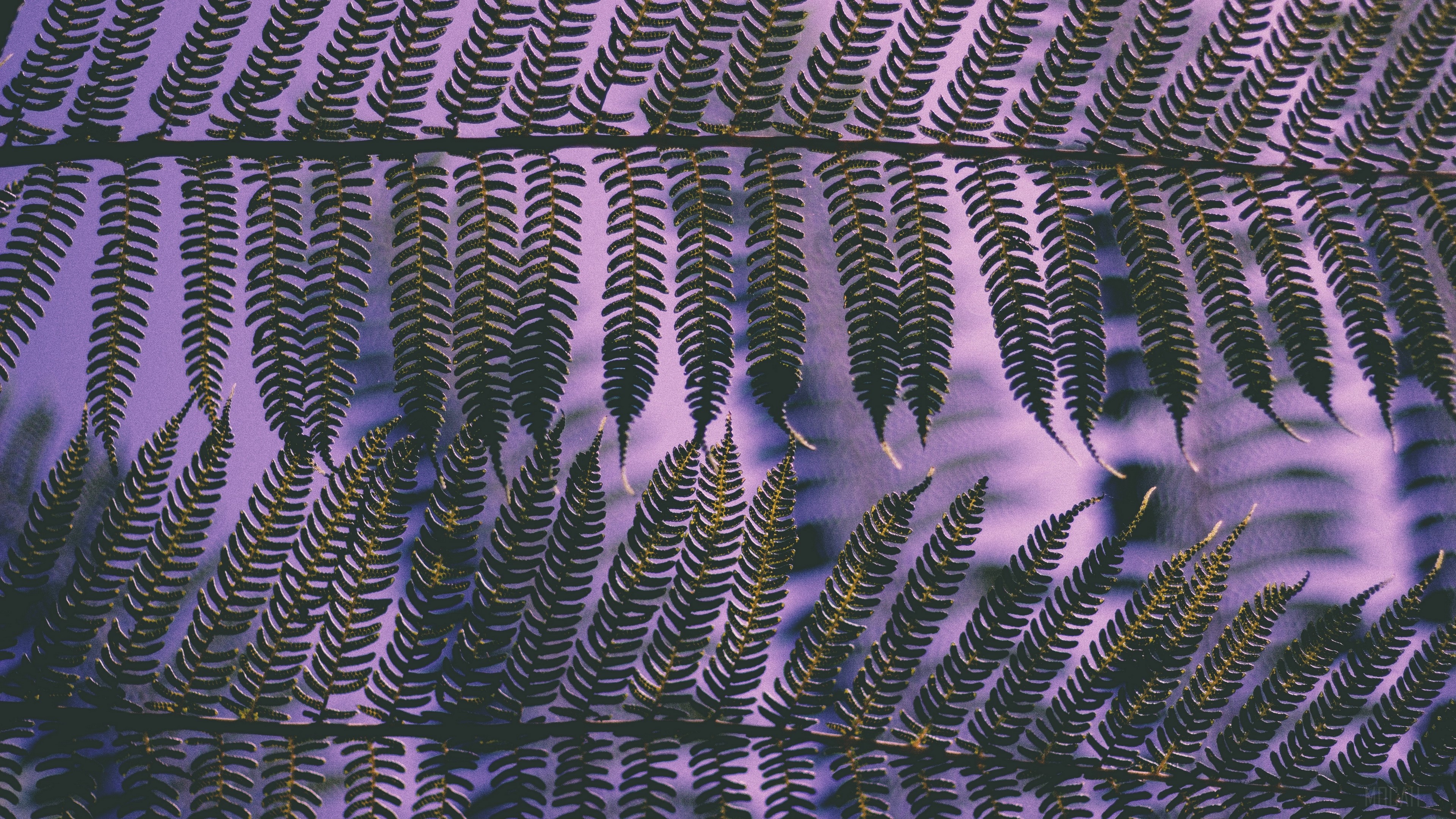Close-up of fern leaves with purple background HD Wallpaper