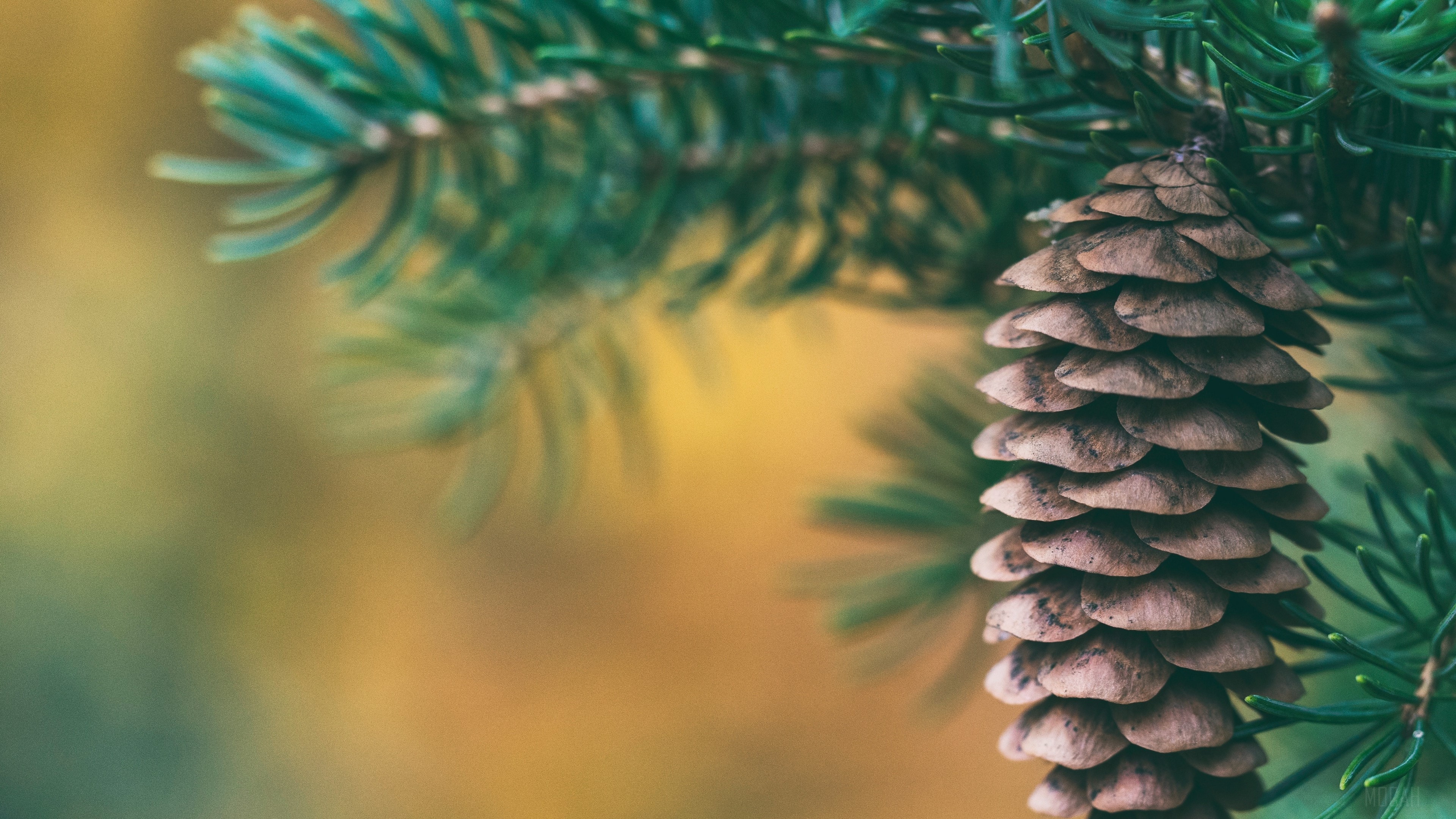 Pine cone on a spruce branch, 4K HD Wallpaper