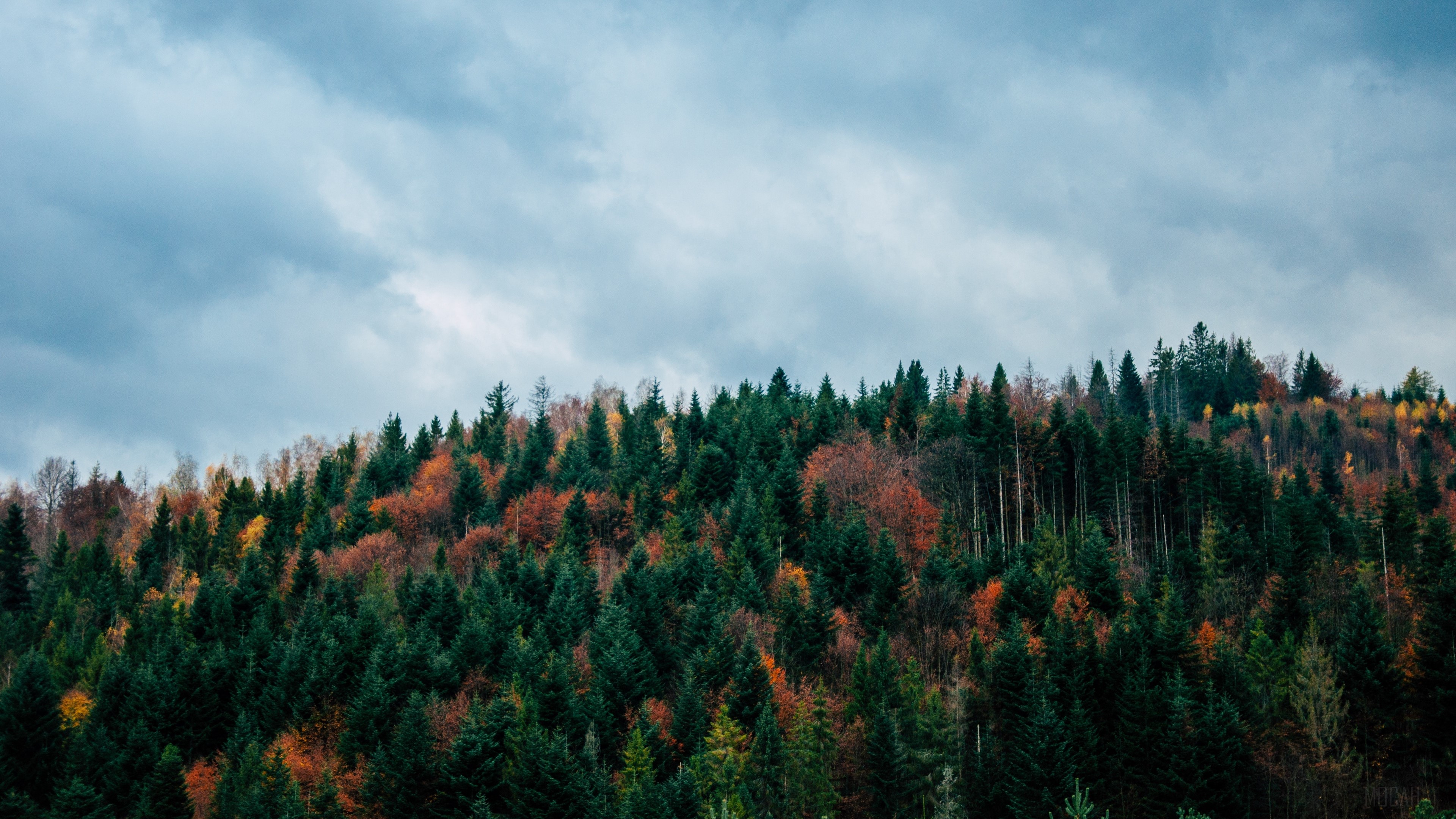 Autumn forest on a cloudy day, 4K HD Wallpaper
