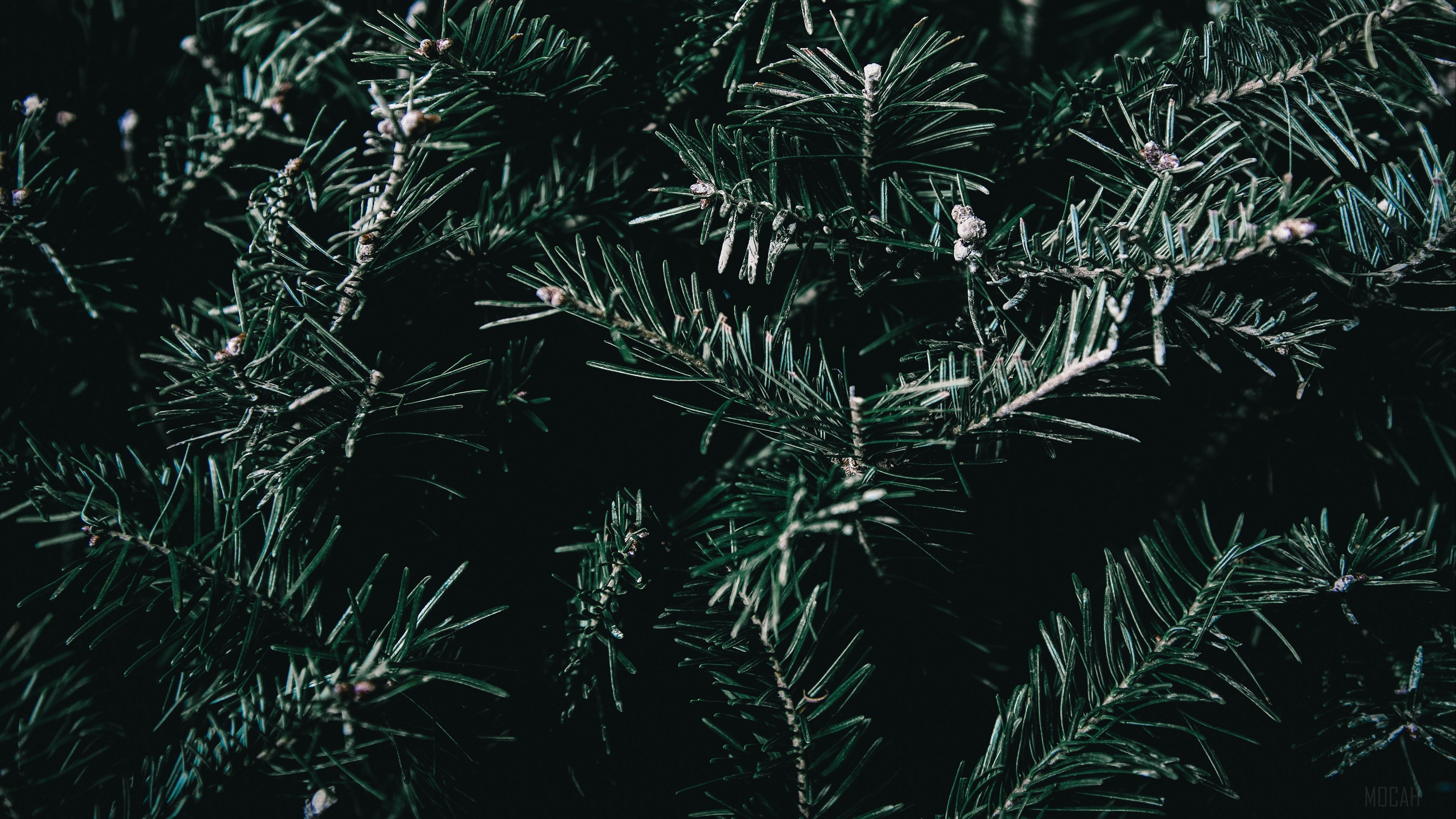 Close-up of dark green spruce branches with needles HD Wallpaper