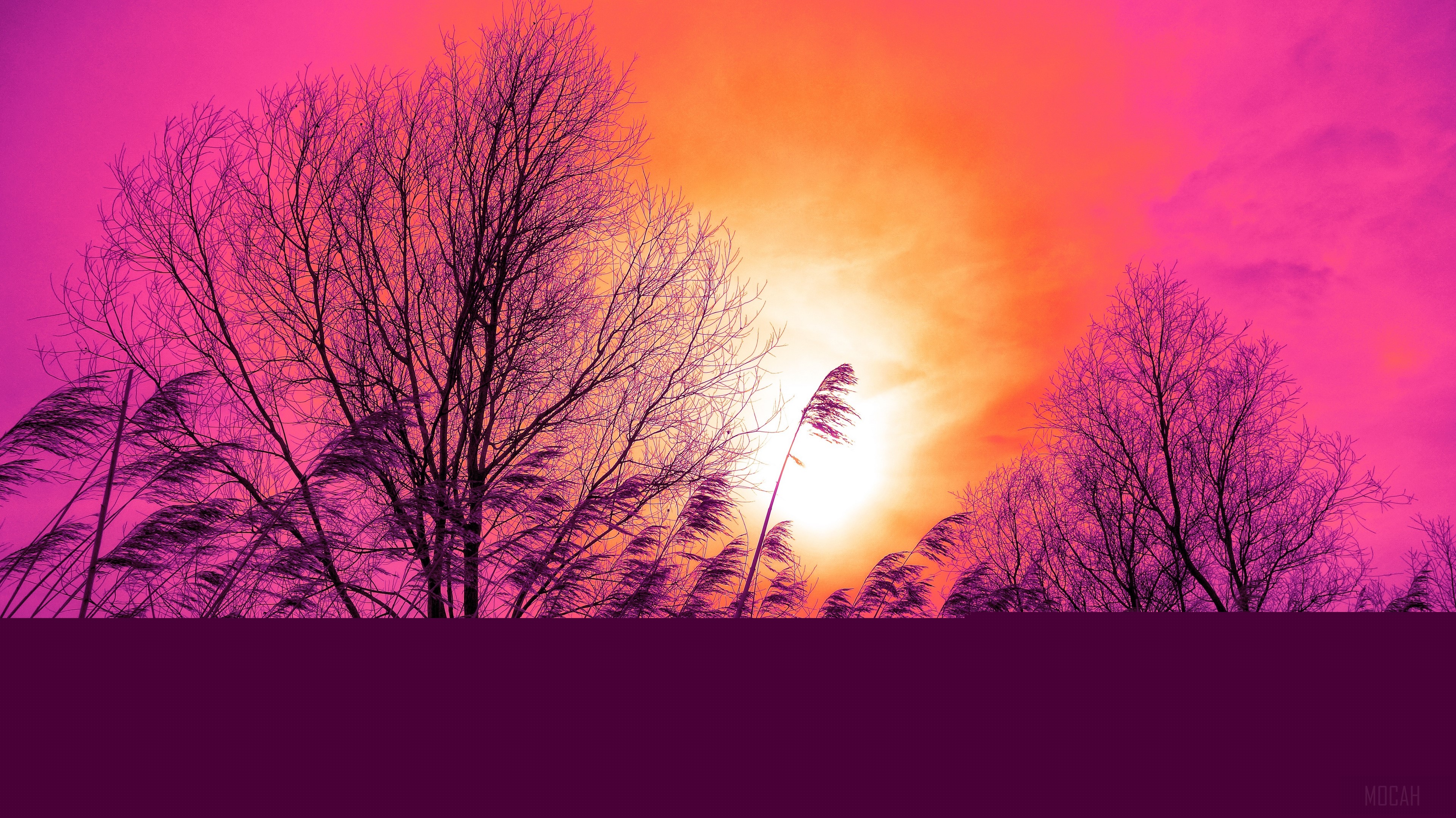 Bare trees and reeds at sunset HD Wallpaper
