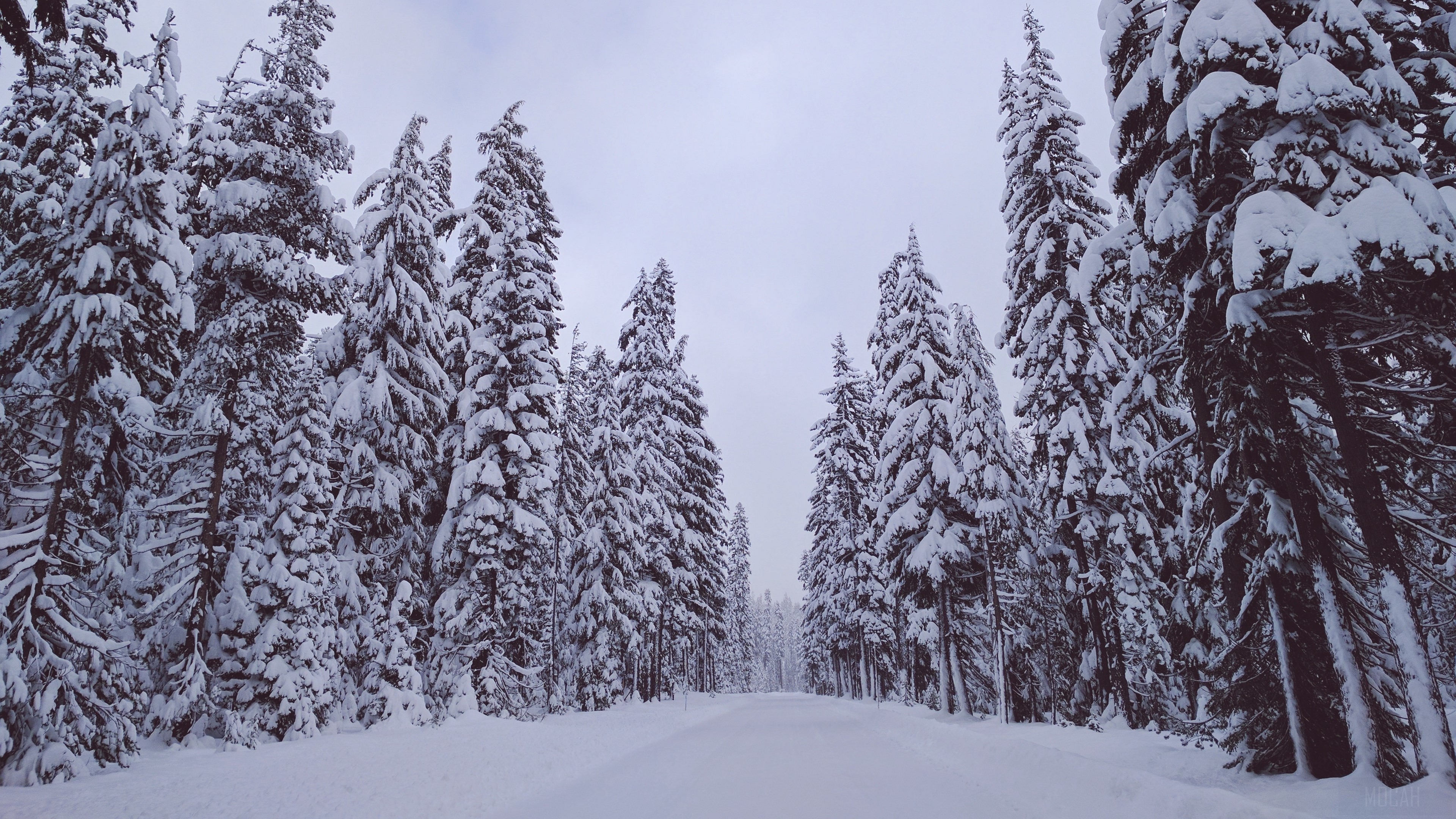 Snowy forest road in winter 4K HD Wallpaper