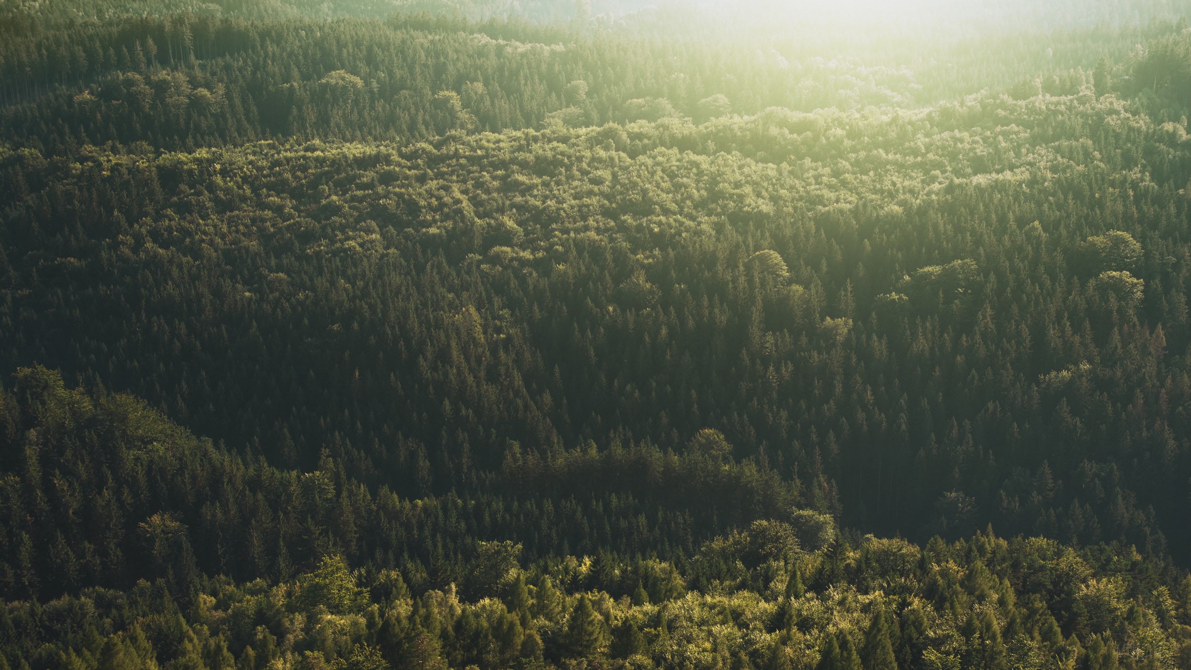 Aerial view of a dense forest with sunlight HD Wallpaper