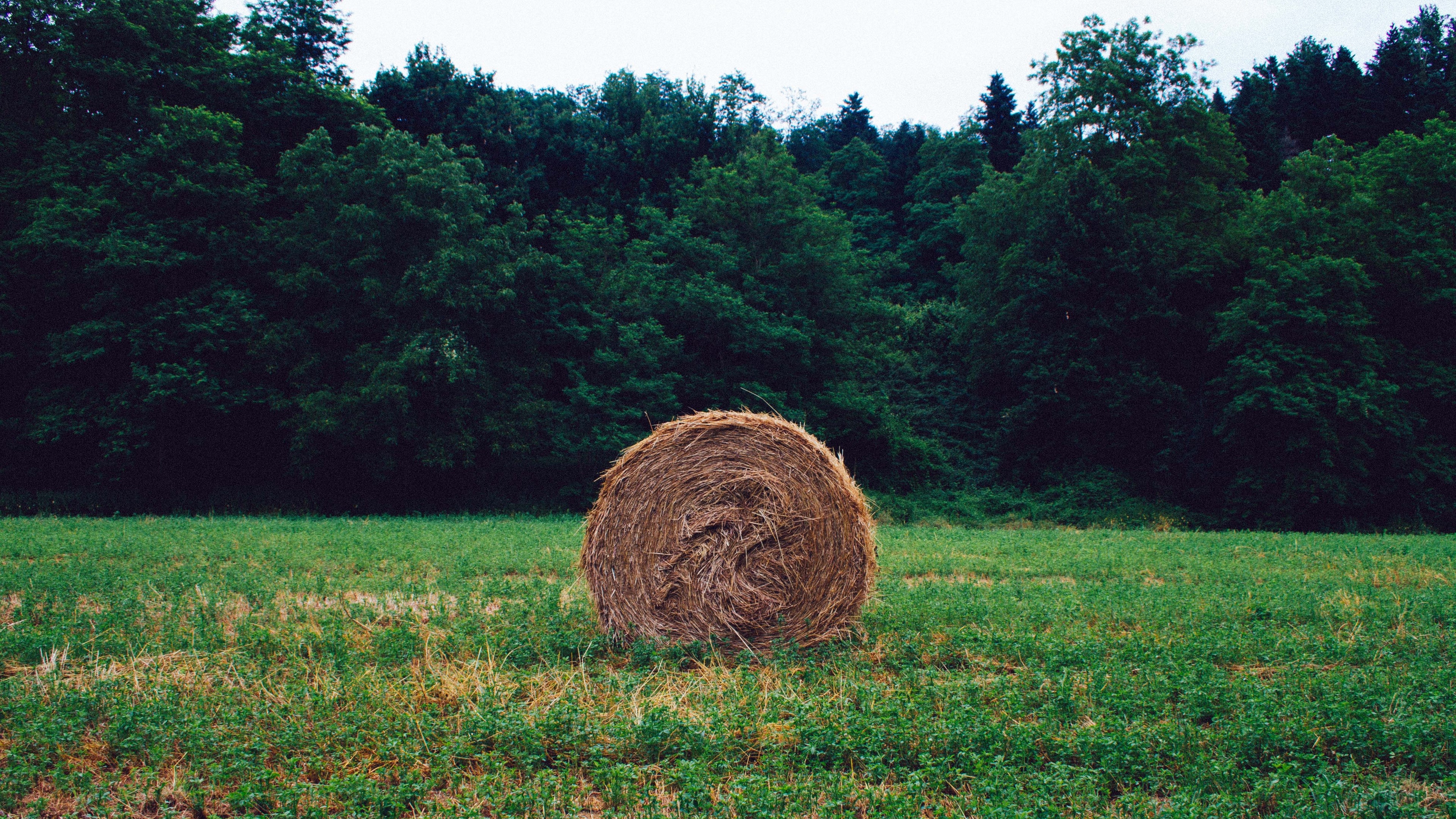 Hay bale in a field with forest background 4K HD Wallpaper