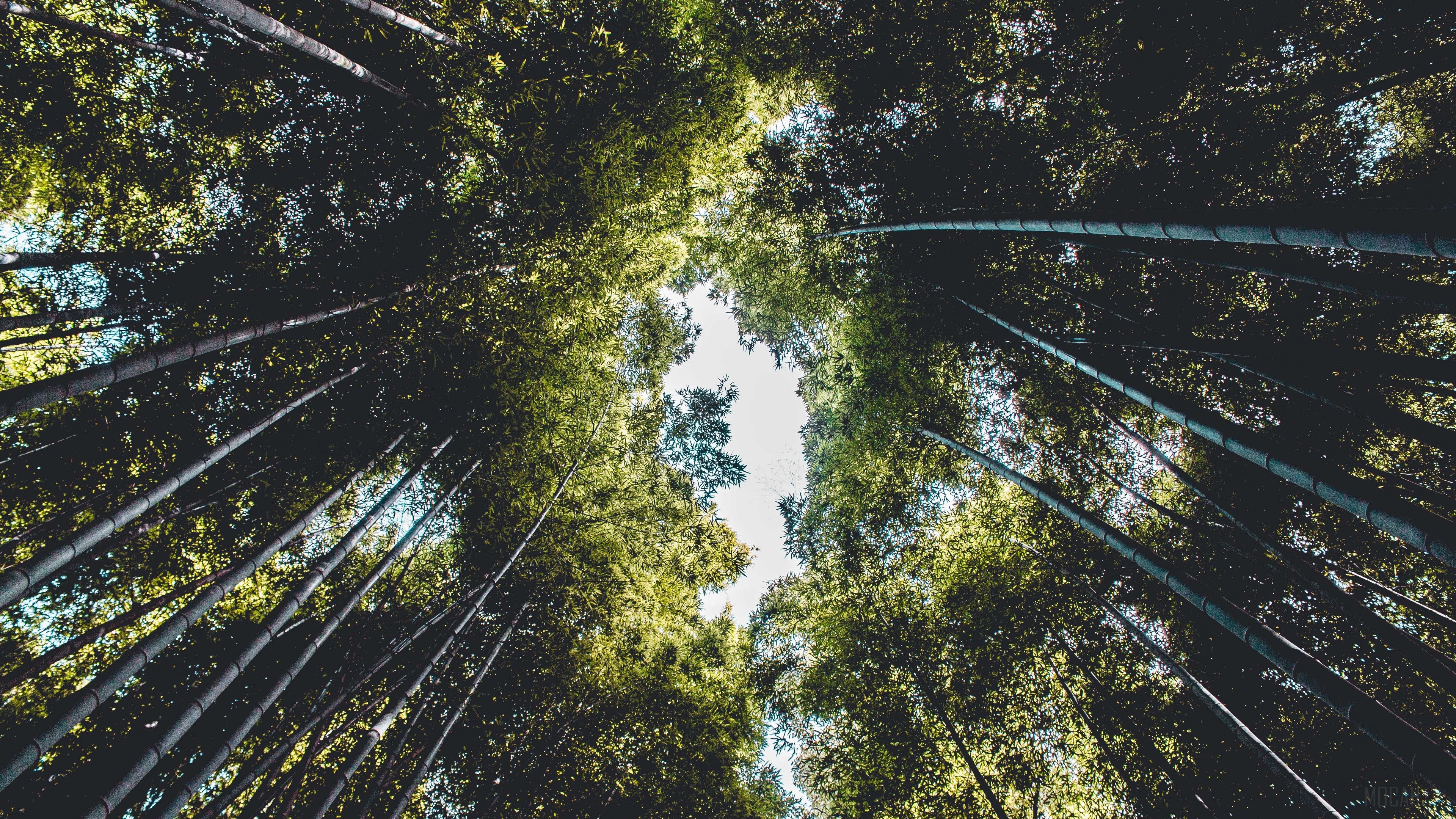 Looking up through a dense bamboo forest HD Wallpaper