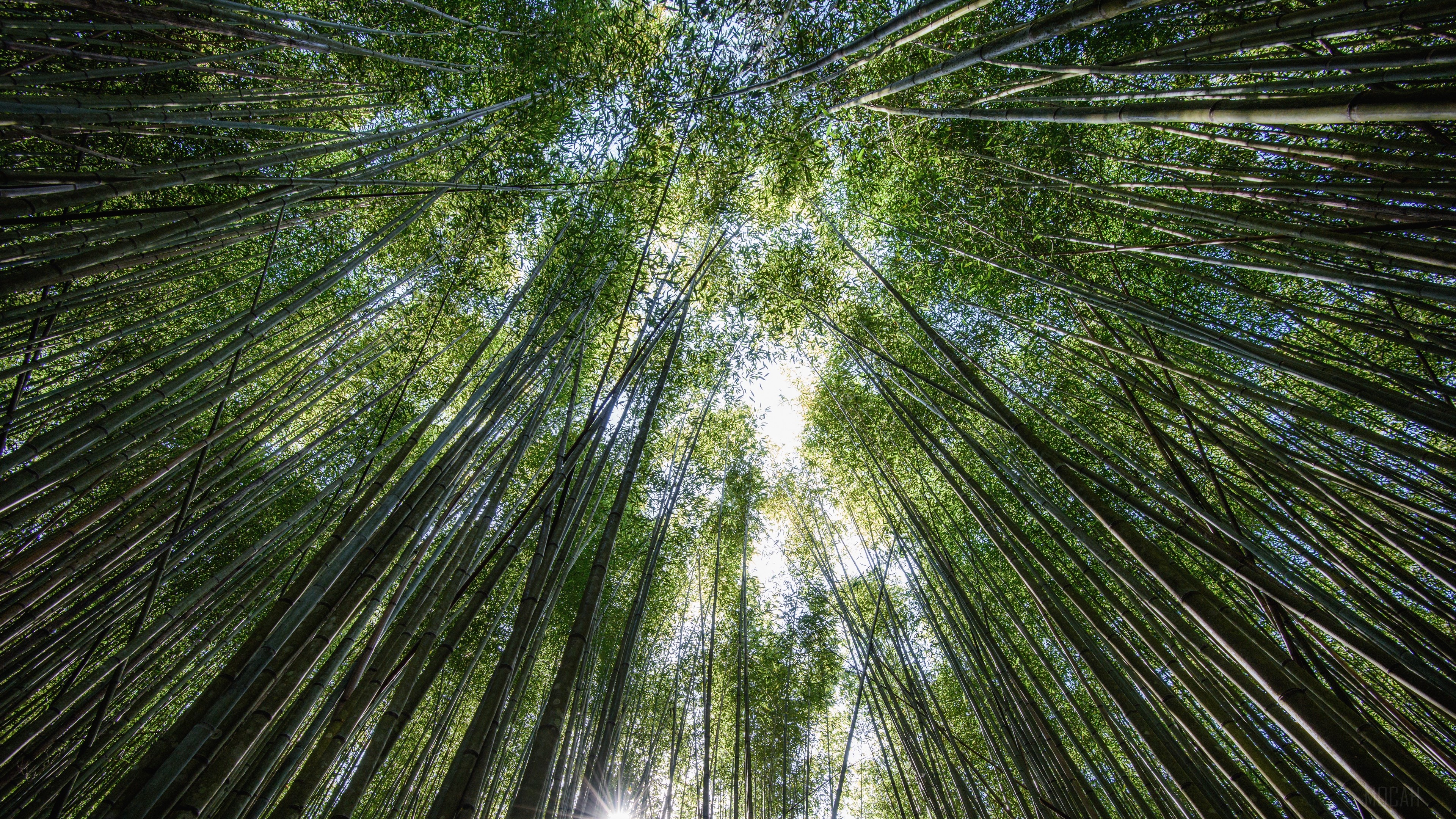 Bamboo forest looking up towards the sky HD Wallpaper