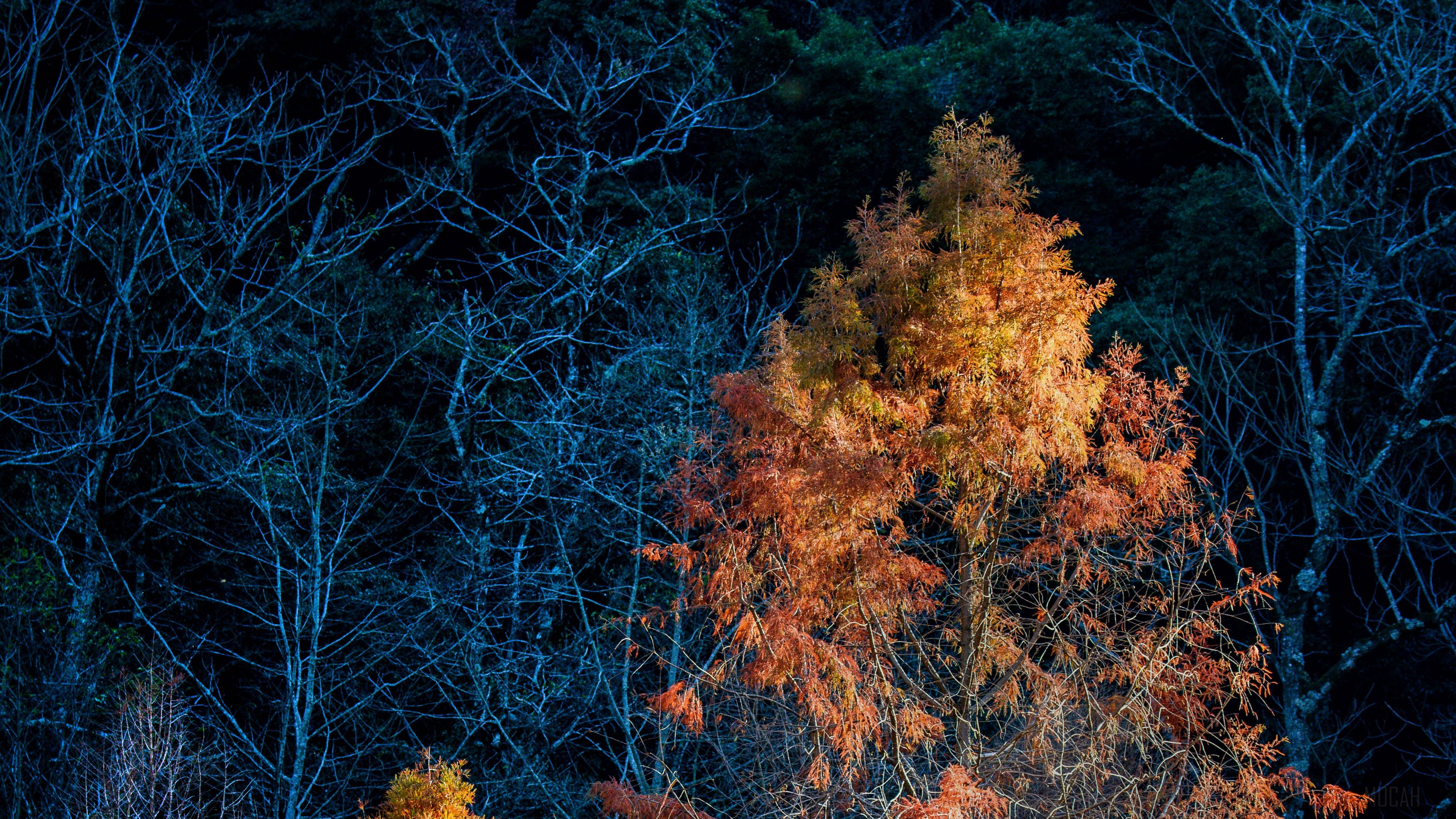 Autumn trees with orange and blue branches 4K HD Wallpaper