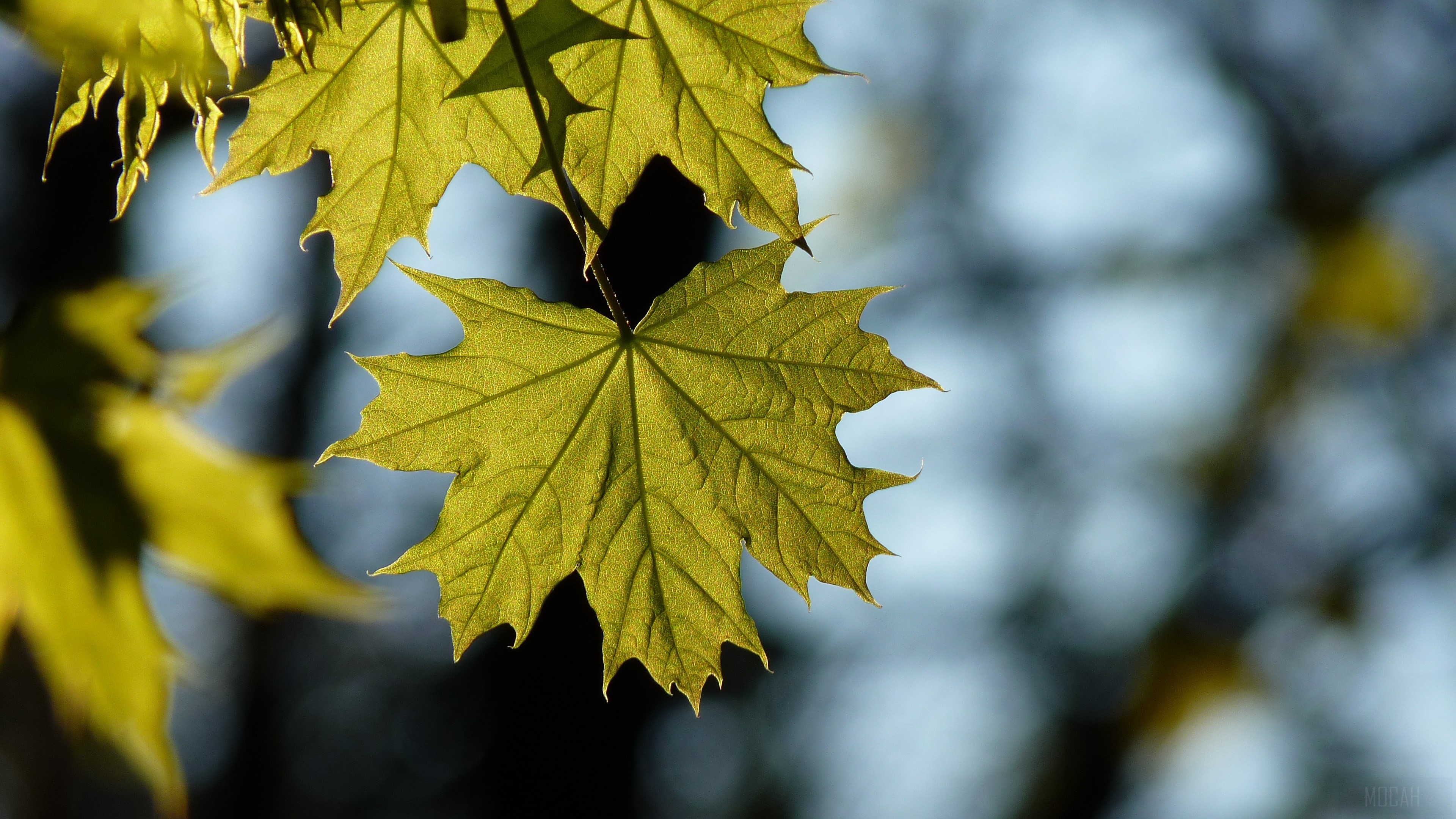Green maple leaves in sunlight, blurred background HD Wallpaper
