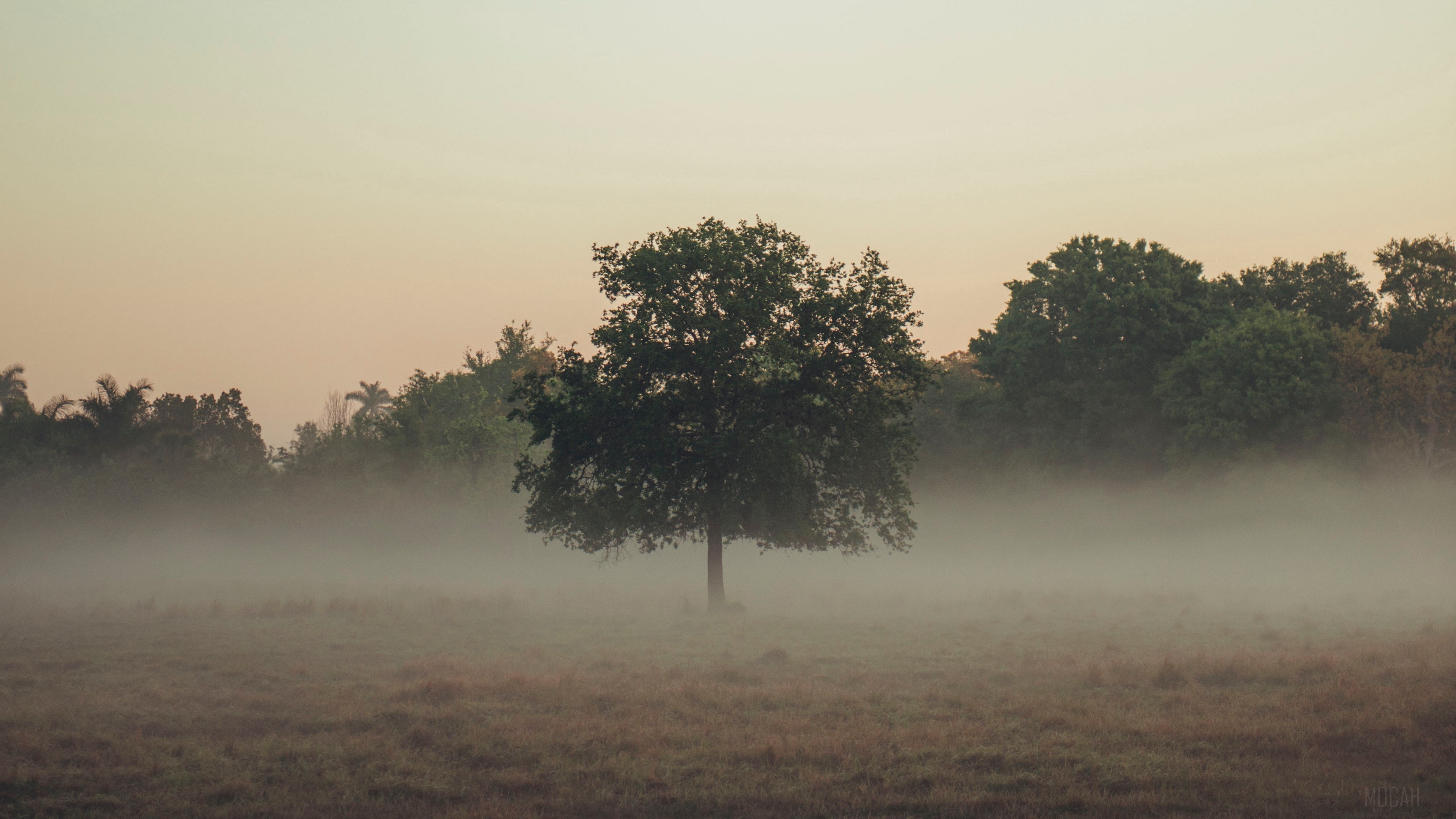 Tree in Foggy Field 4K HD Wallpaper