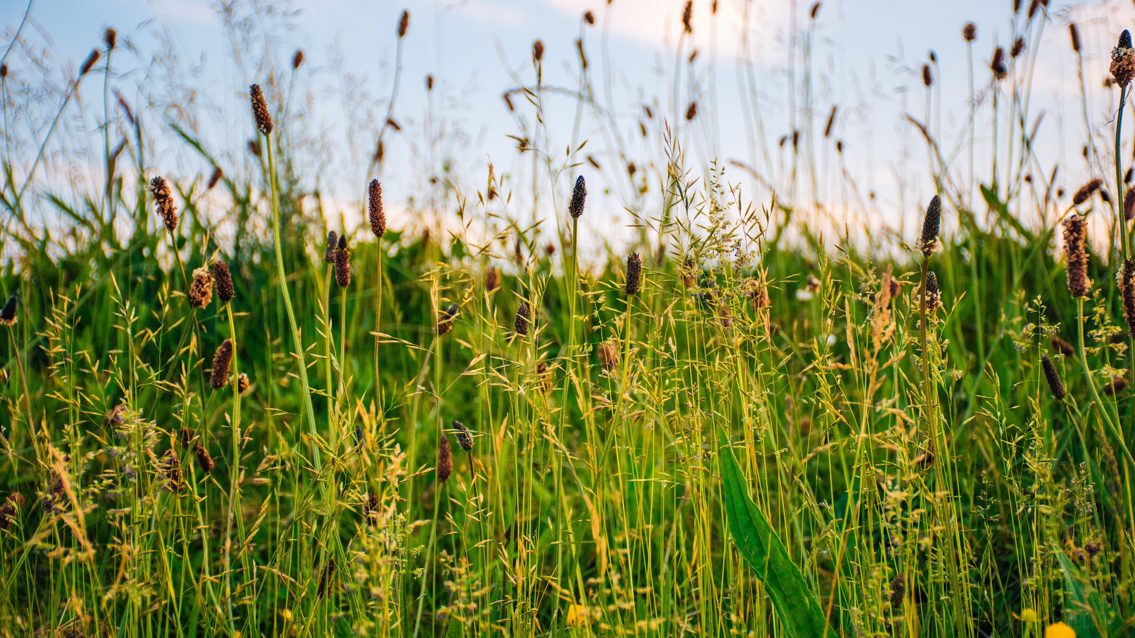 Field of grass and flowers in sunny 4K HD Wallpaper