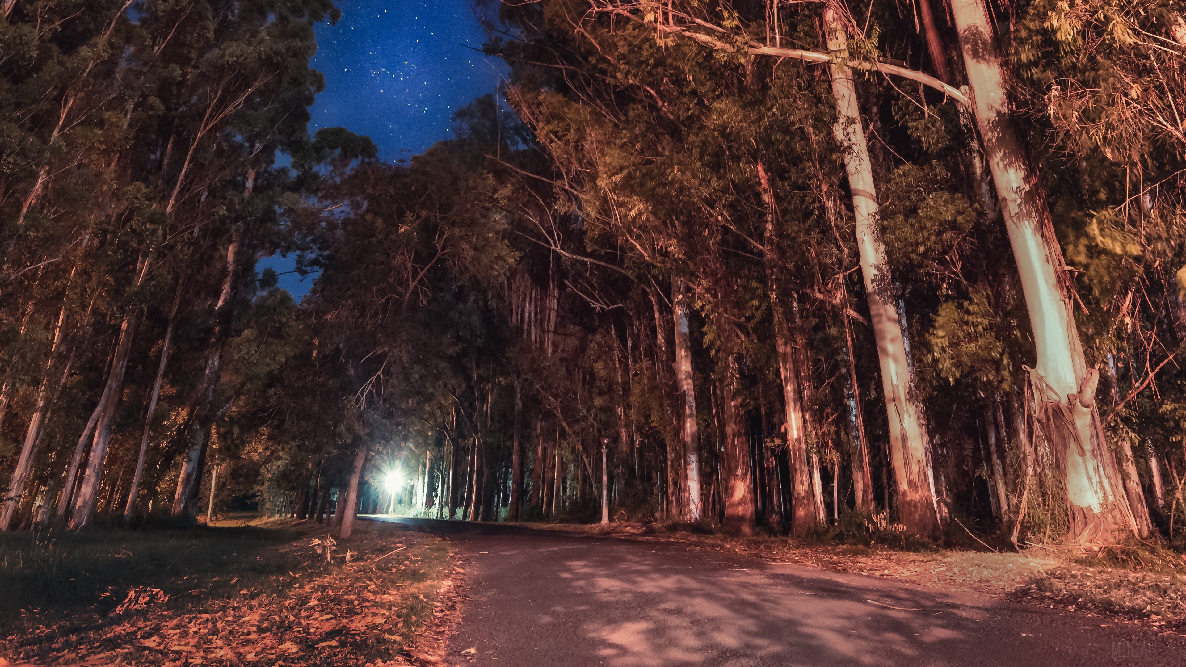 Night road through trees with stars in Entre Rios, Argentina 4K HD Wallpaper
