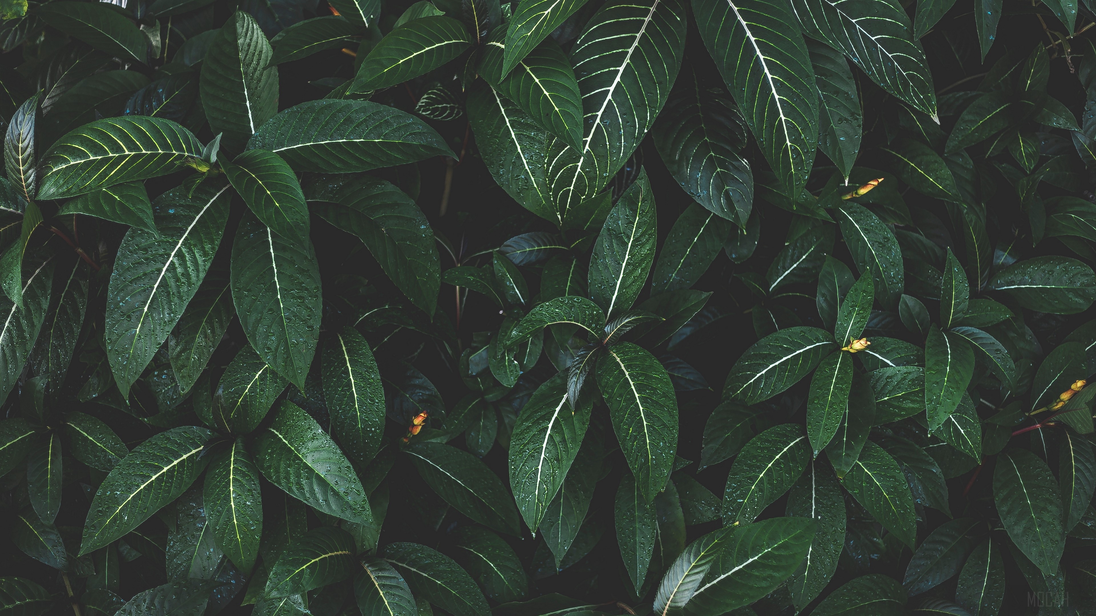 Green leaves with white stripes HD Wallpaper