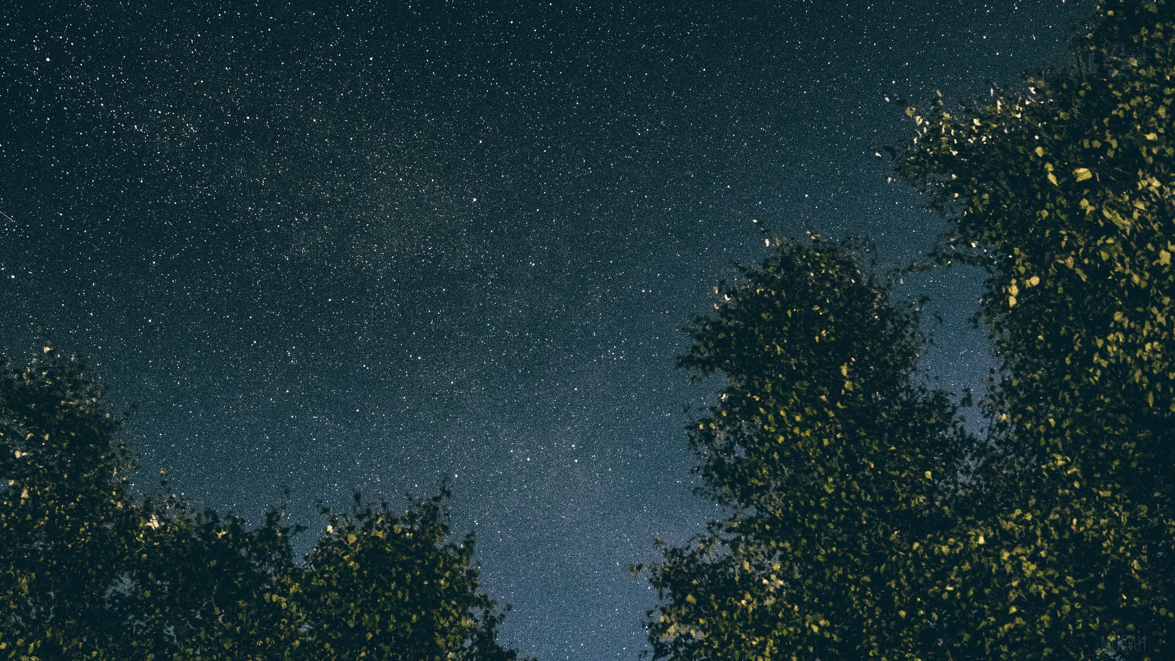 Starry night sky above trees 4K HD Wallpaper