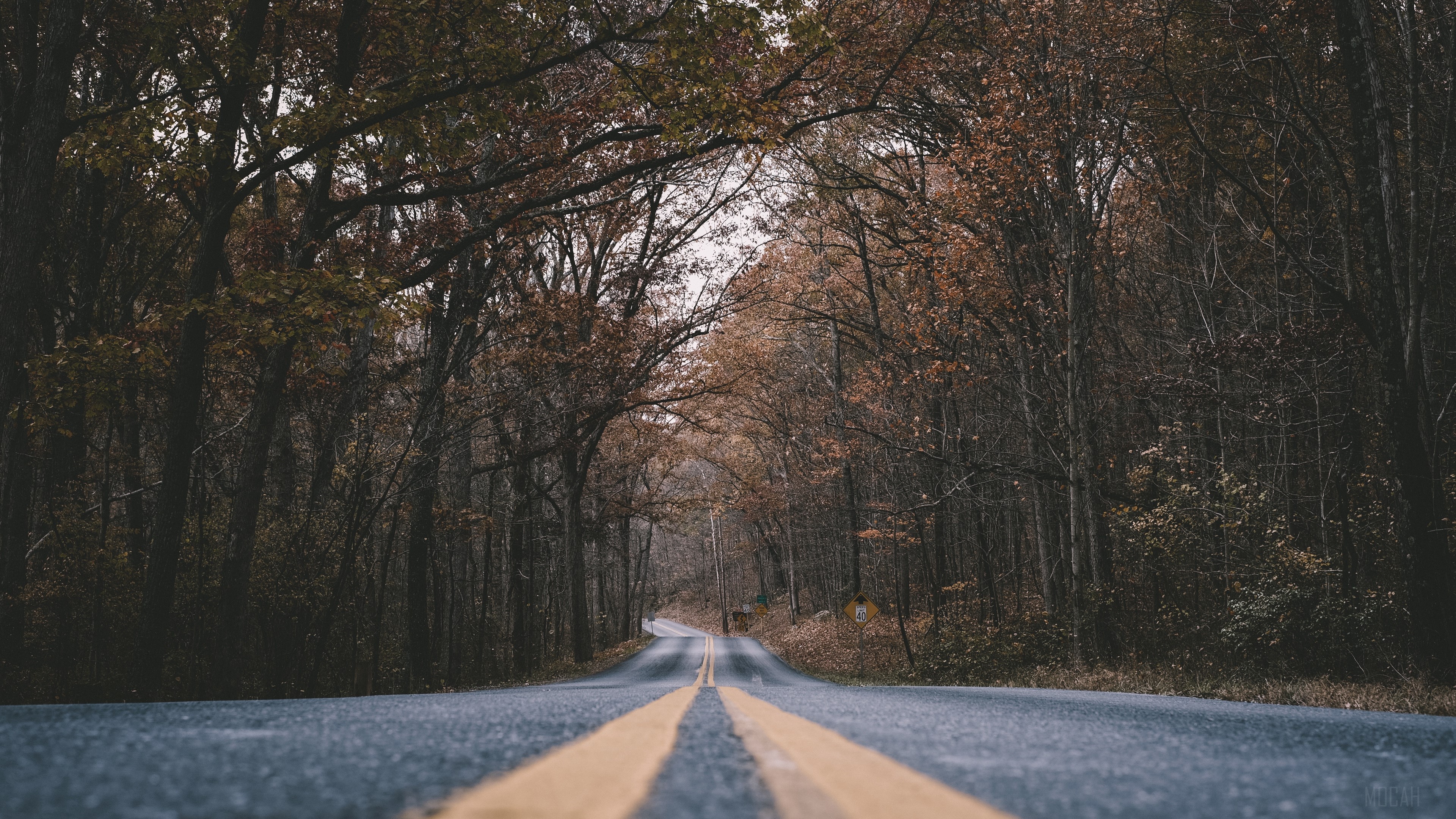 Road through autumn forest HD Wallpaper