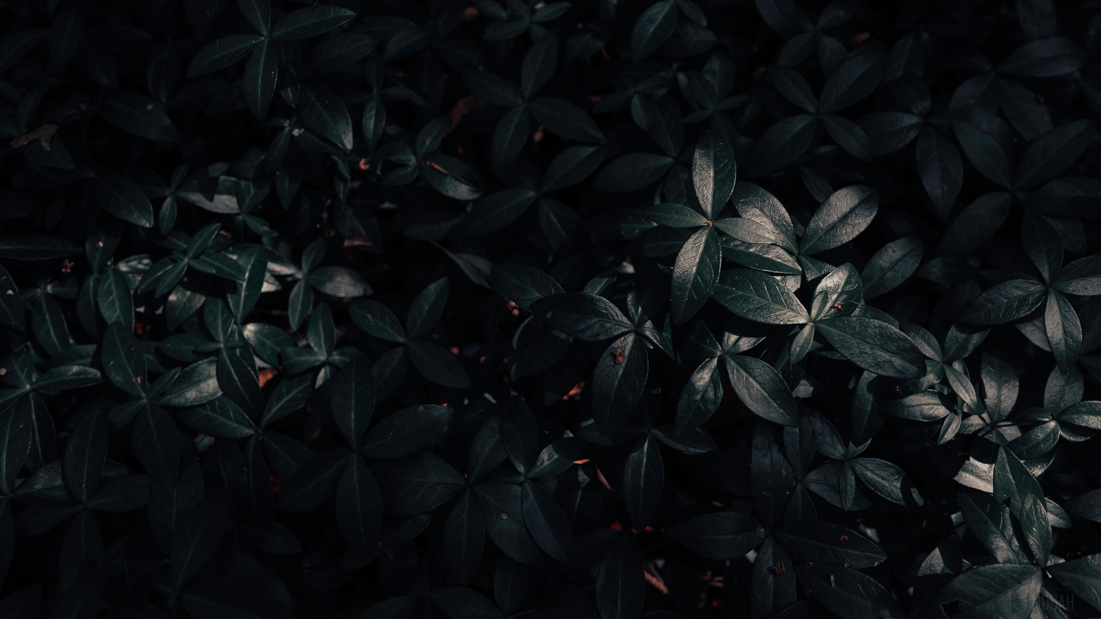 Dark leaves 4K HD Wallpaper