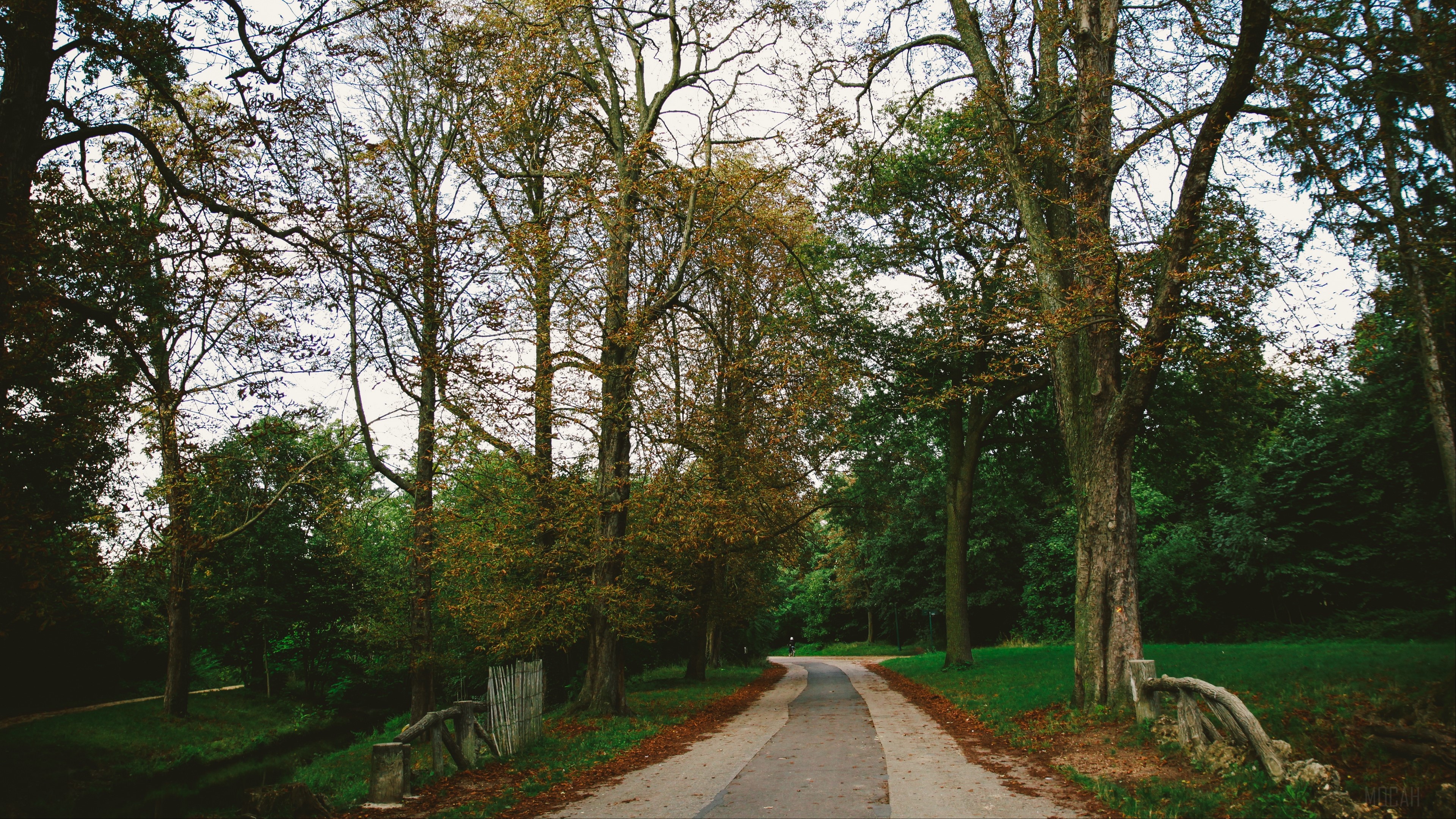 Autumn park path with trees in Paris 4K HD Wallpaper