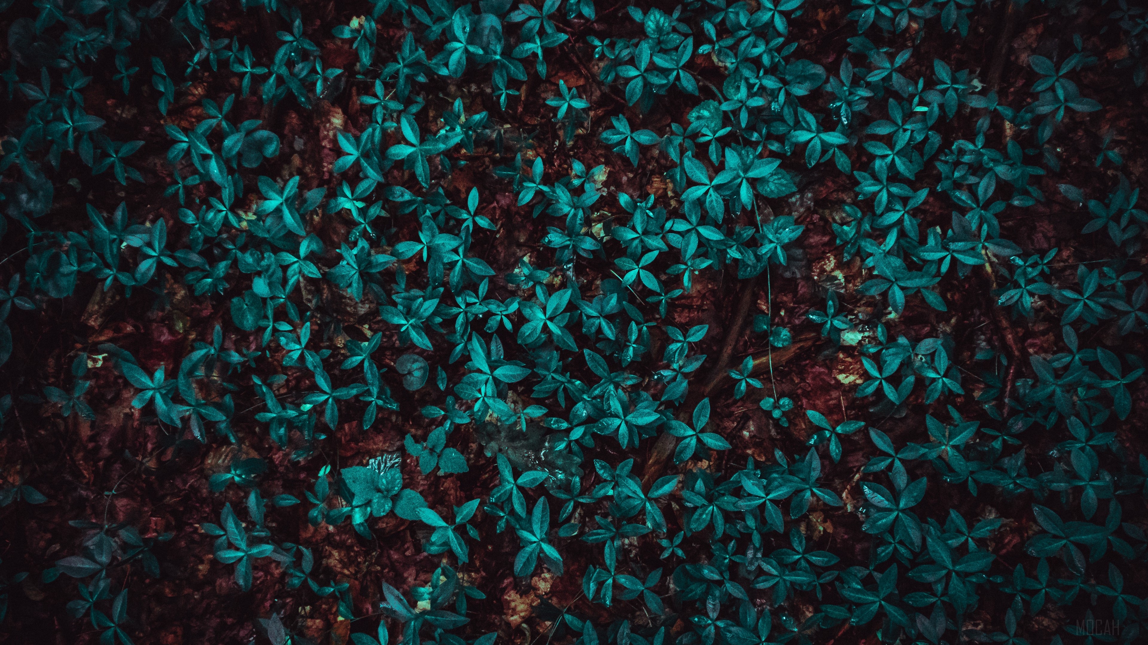 Teal leaves on forest floor 4K HD Wallpaper