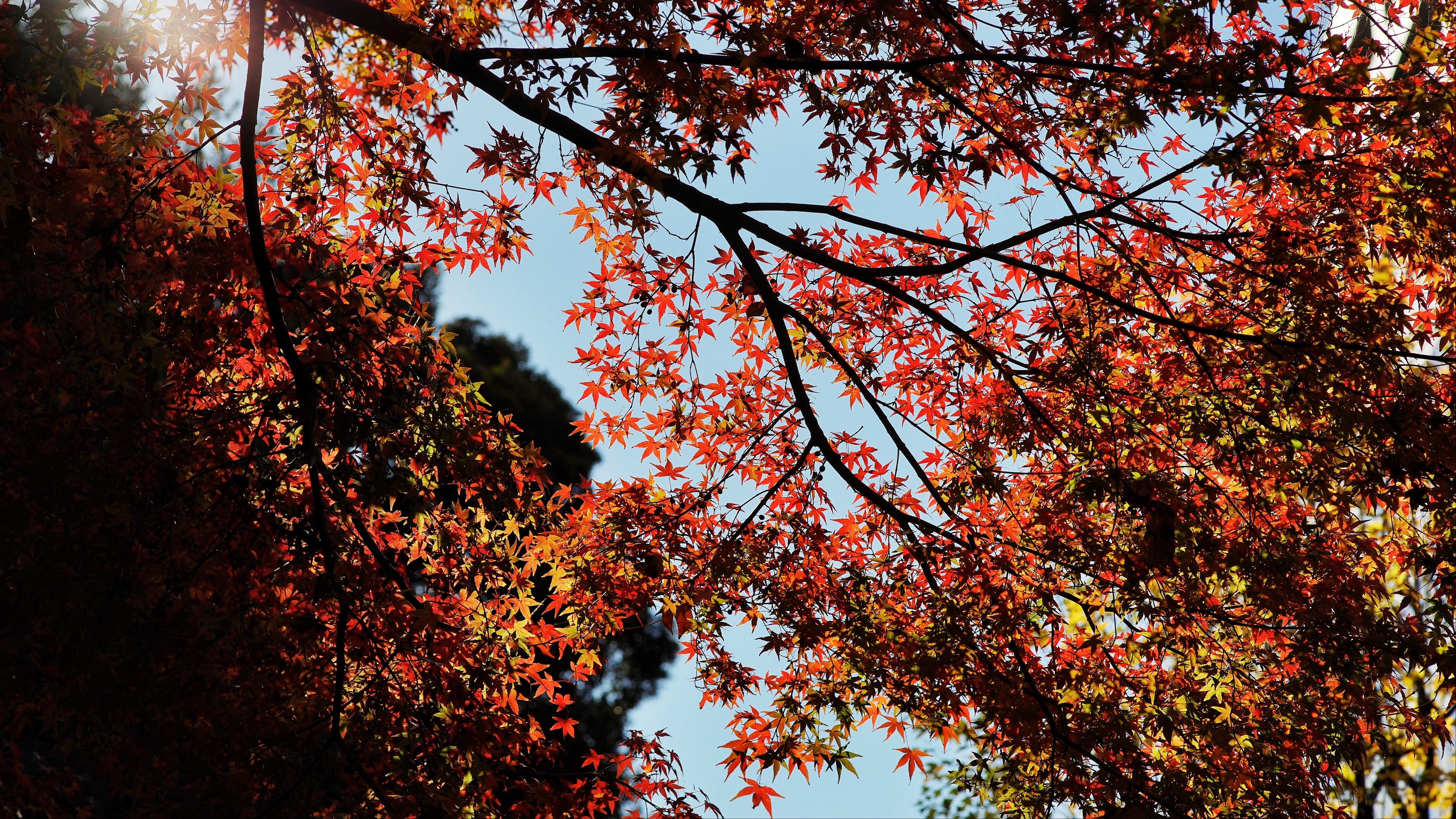 Autumn Maple Tree Branches 4K HD Wallpaper
