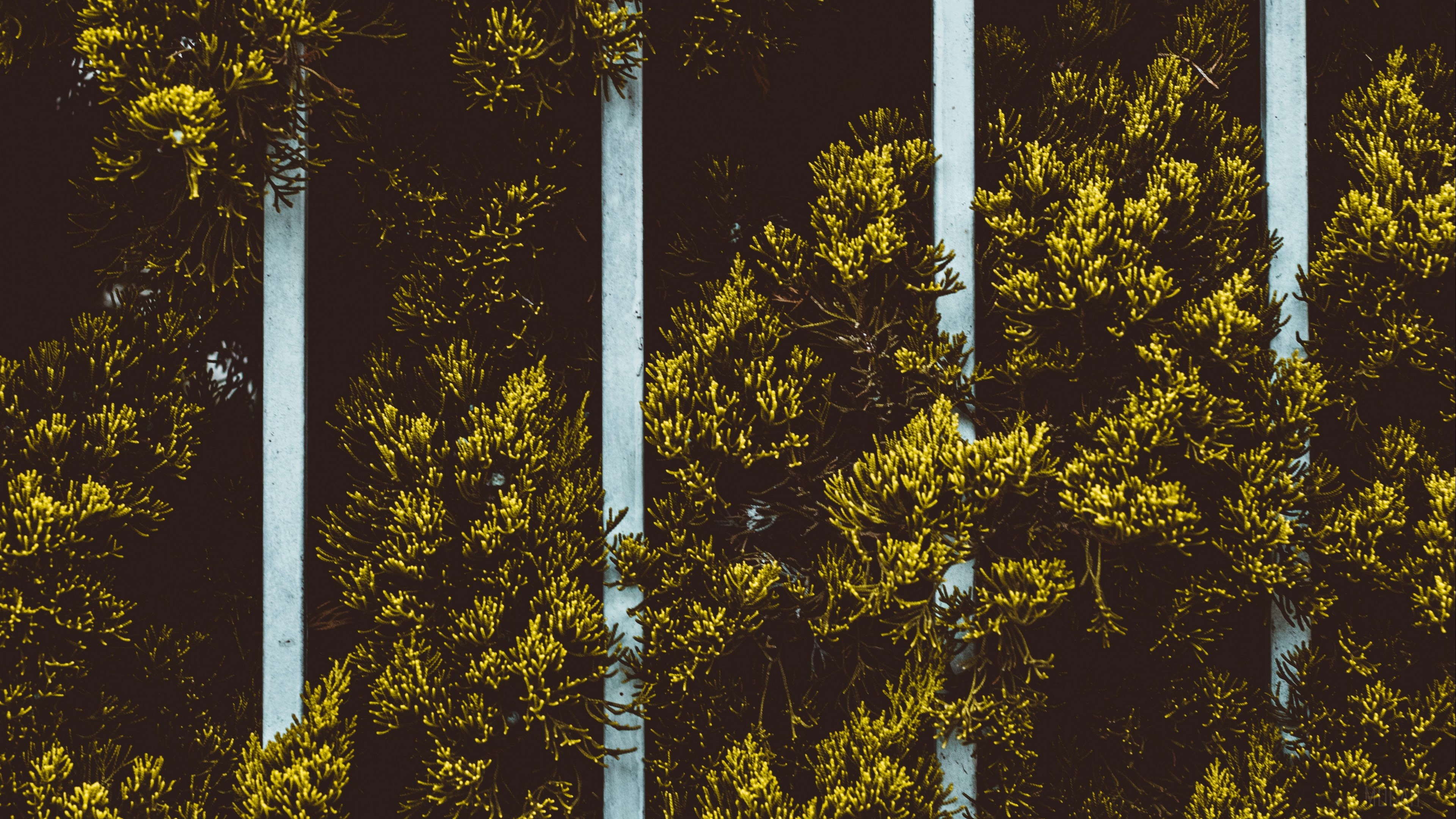 Yellow plant leaves behind a fence HD Wallpaper