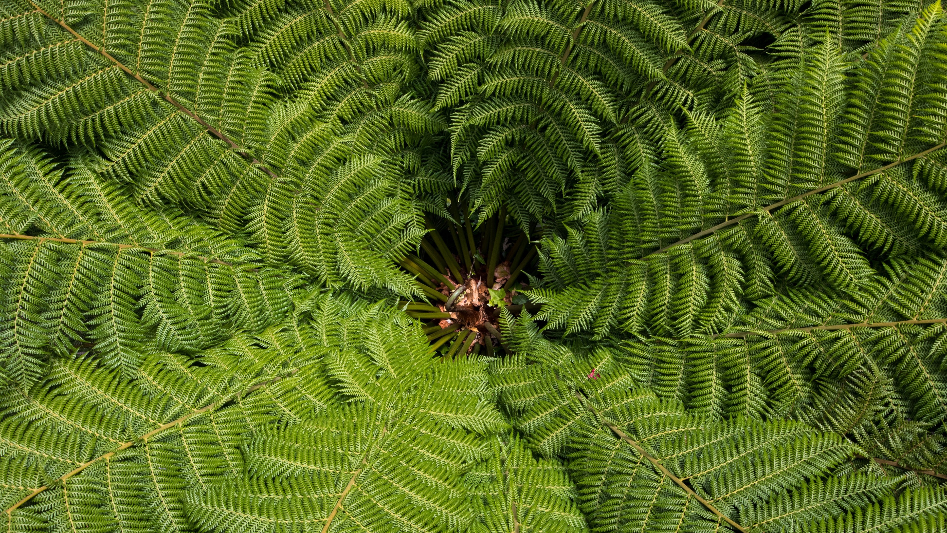 Close-up of a green fern plant HD Wallpaper