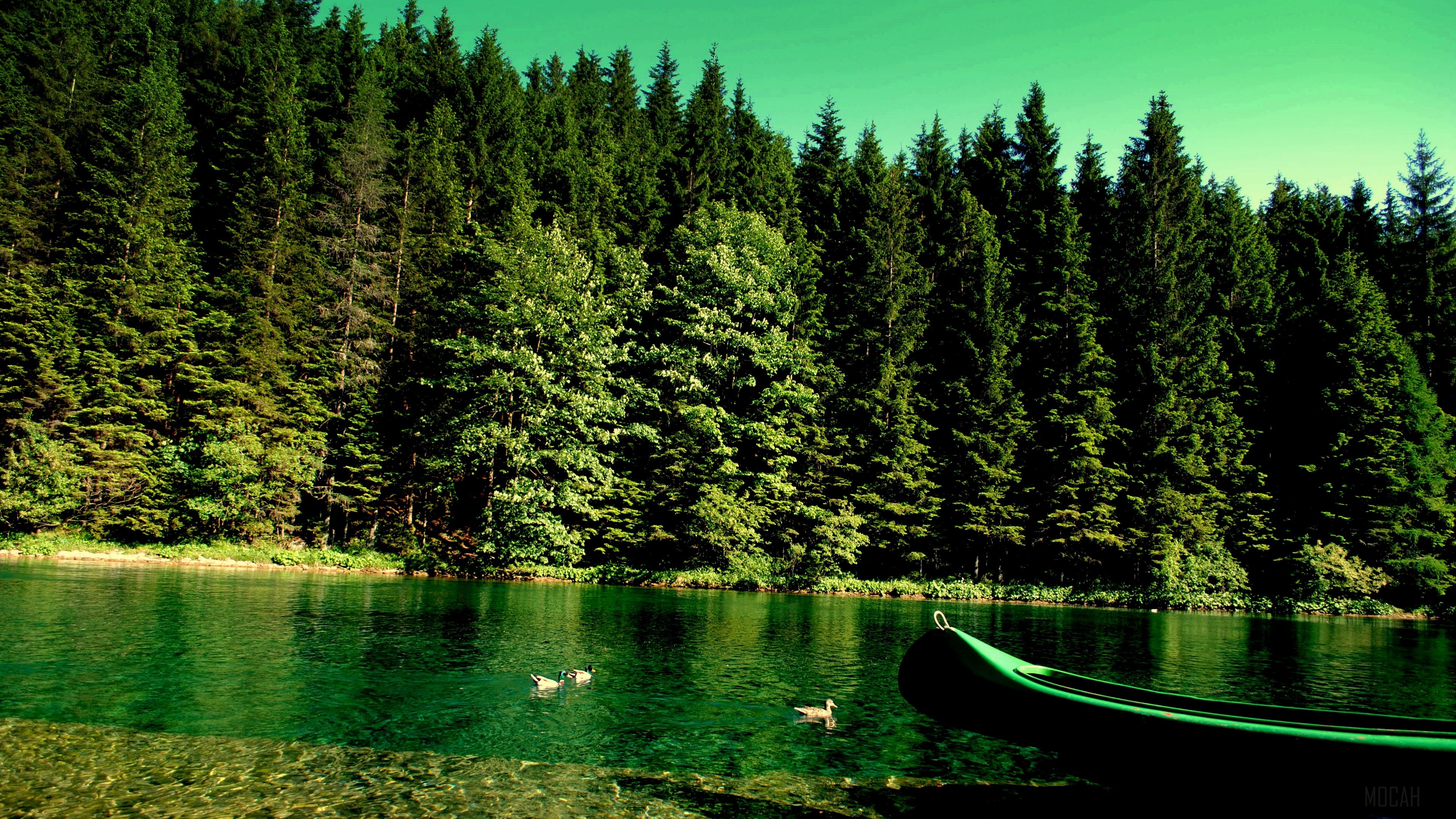 Forest lake with canoe and ducks 4K HD Wallpaper