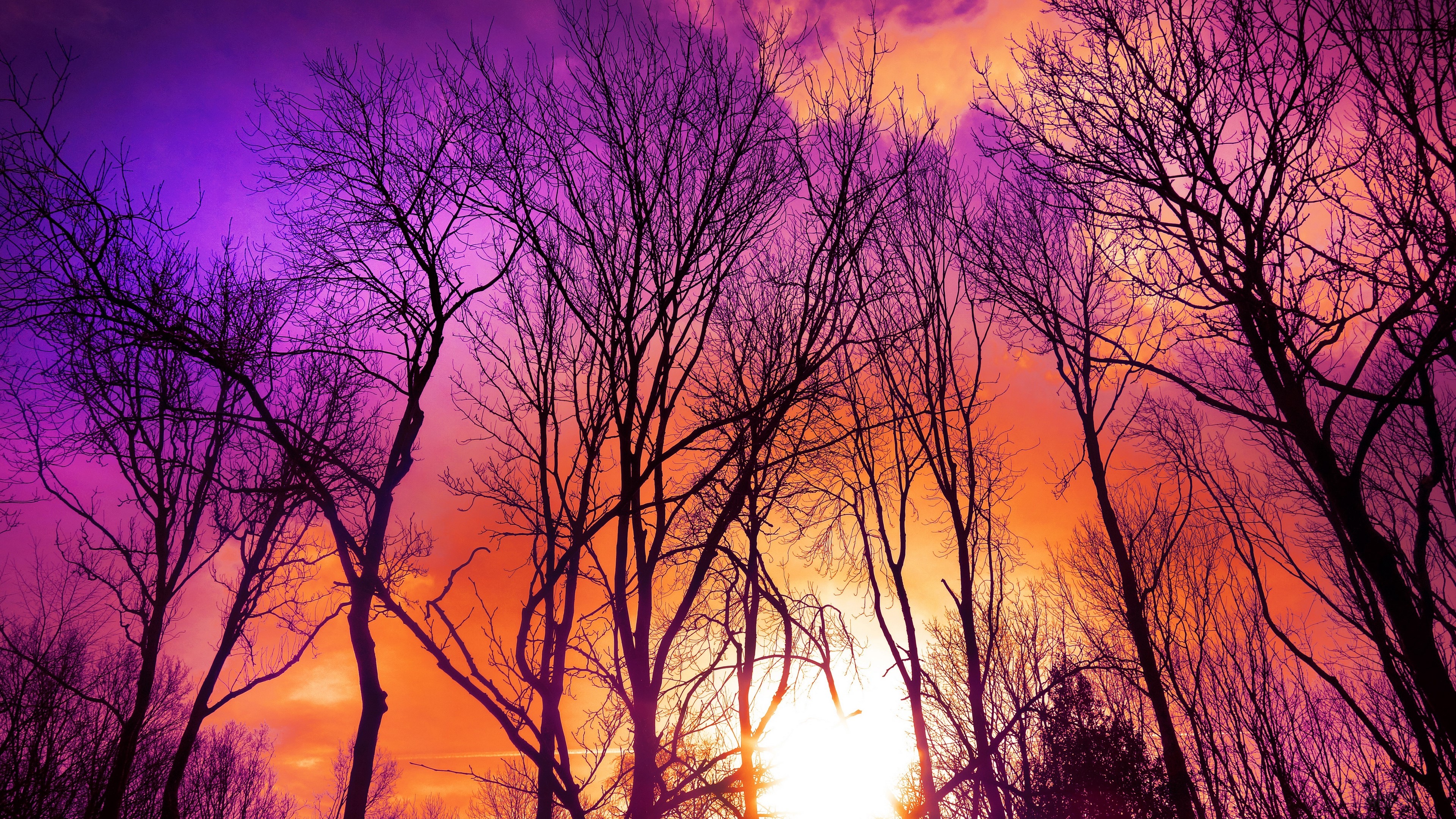 Bare trees against a vibrant sunset sky HD Wallpaper