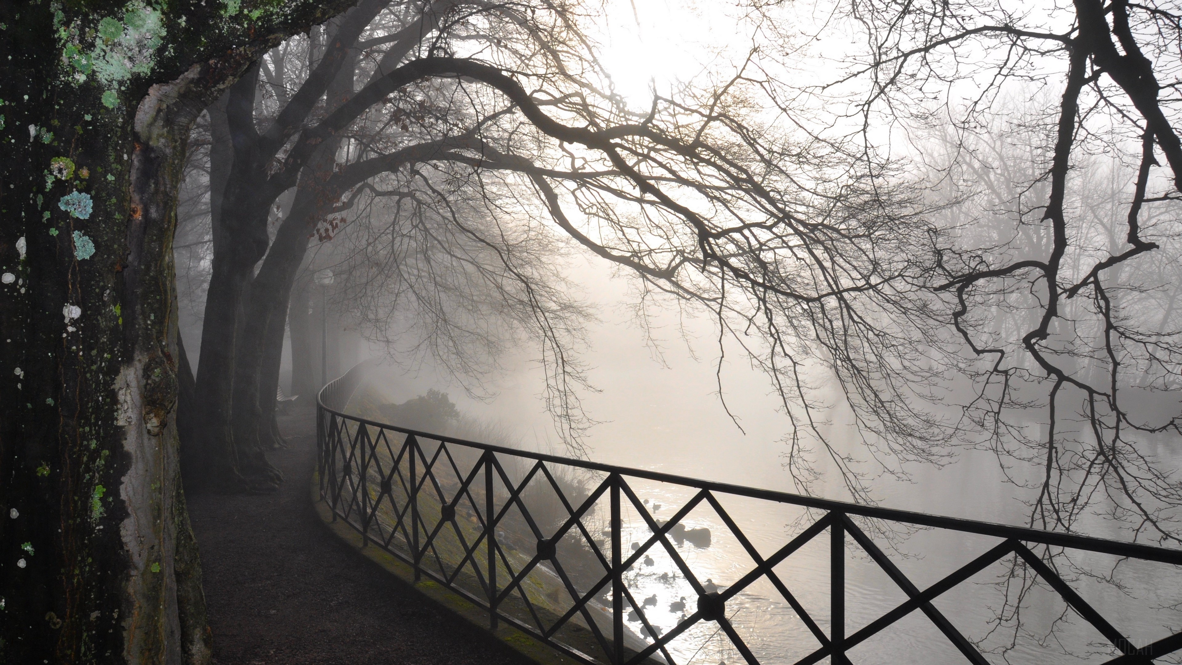 Bare trees and railing in fog HD Wallpaper