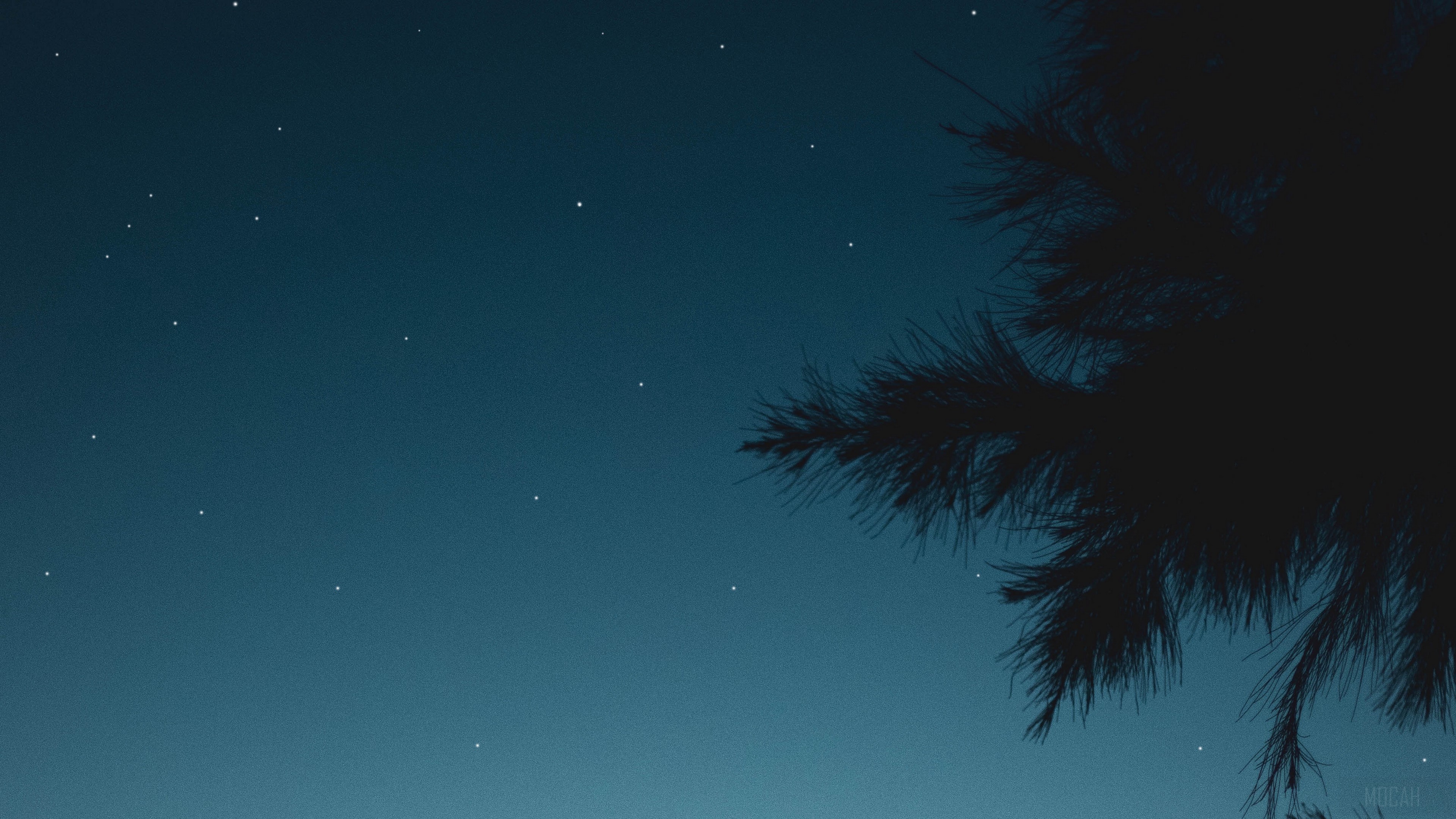 Starry night sky with pine branches HD Wallpaper