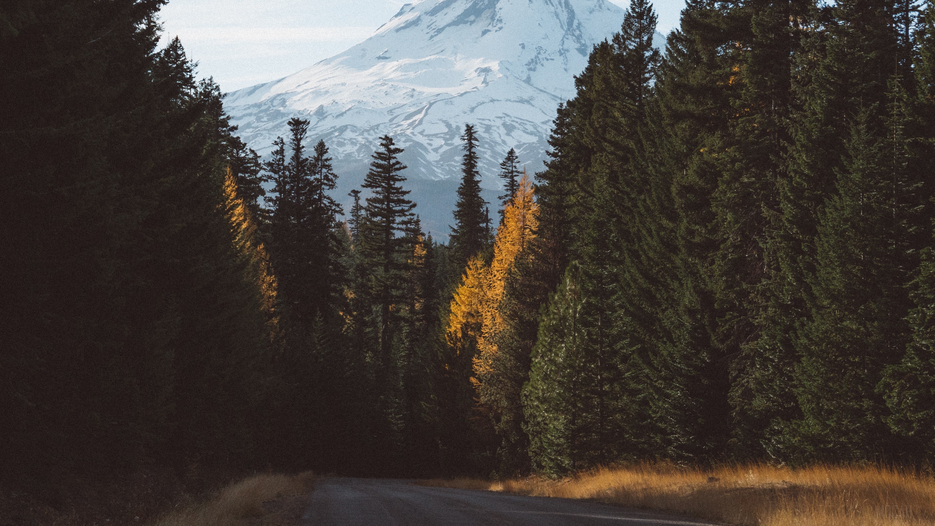 Road through forest to snow-capped mountains 4K HD Wallpaper