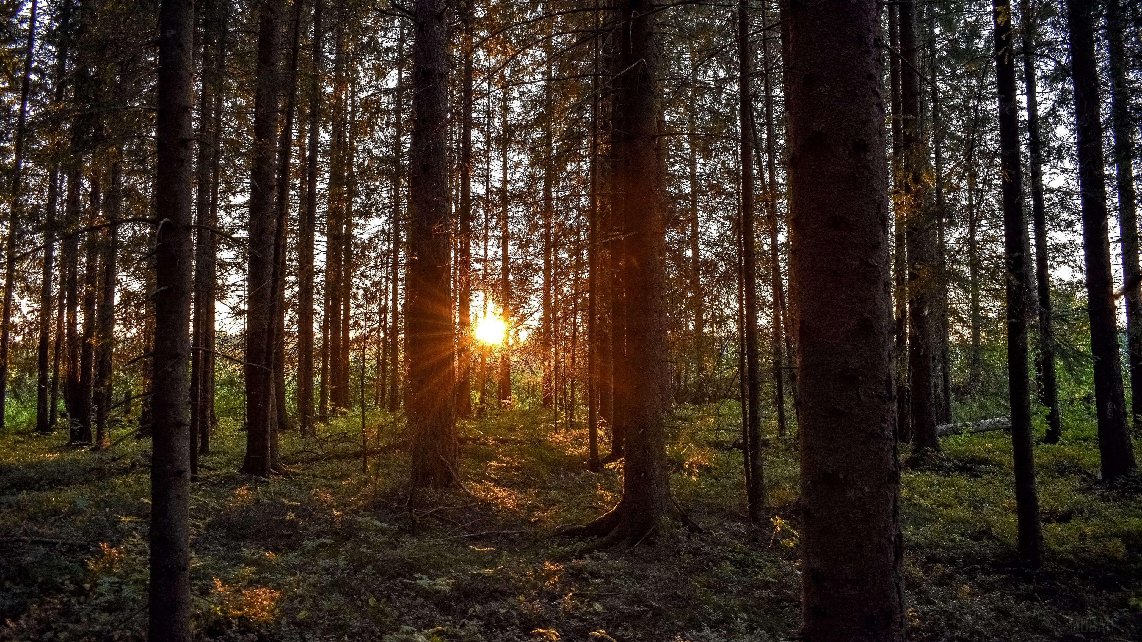 Sunlight filtering through trees in a forest at sunset 4K HD Wallpaper