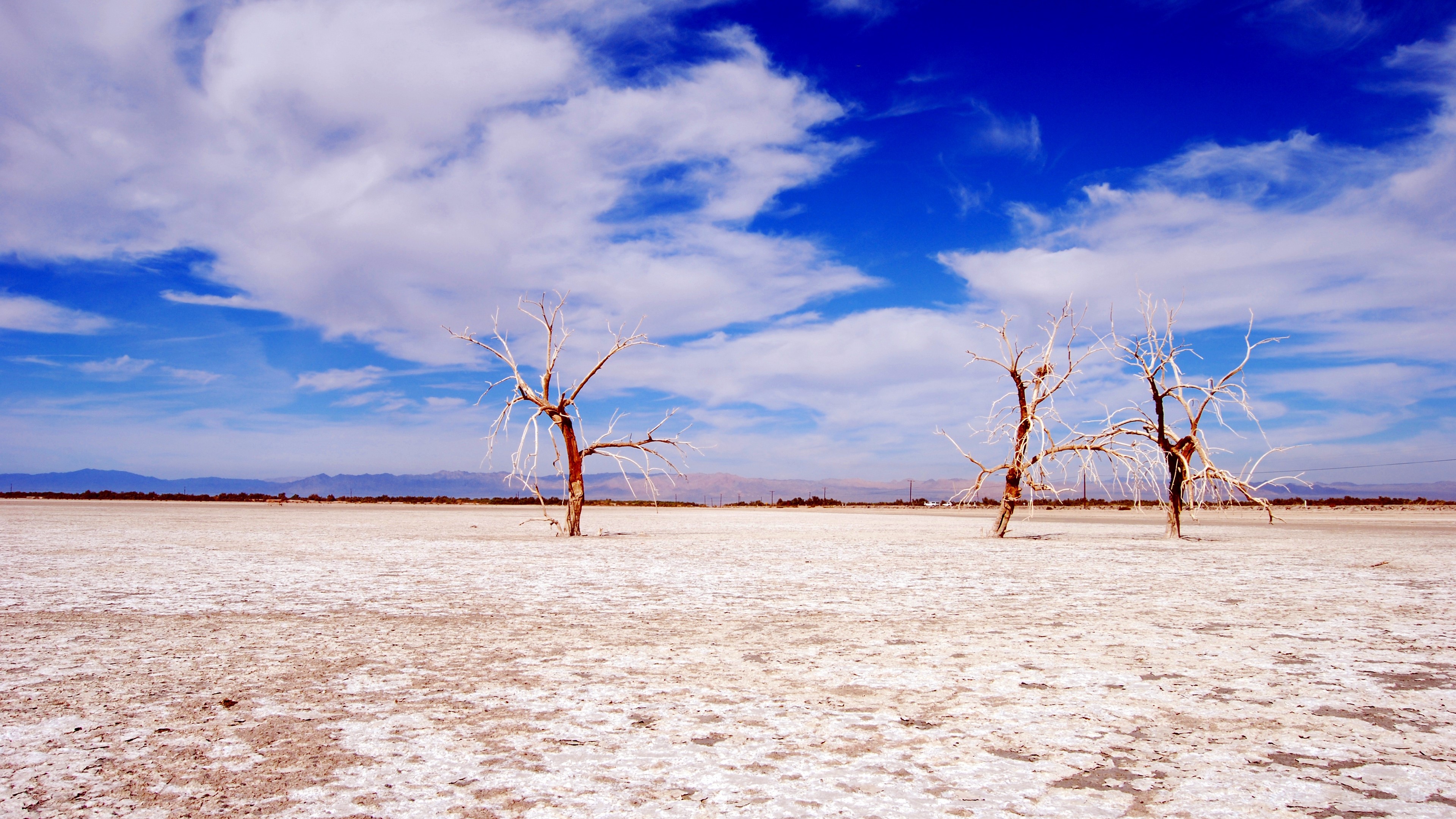 Dead trees in a dry lakebed under a cloudy blue sky HD Wallpaper