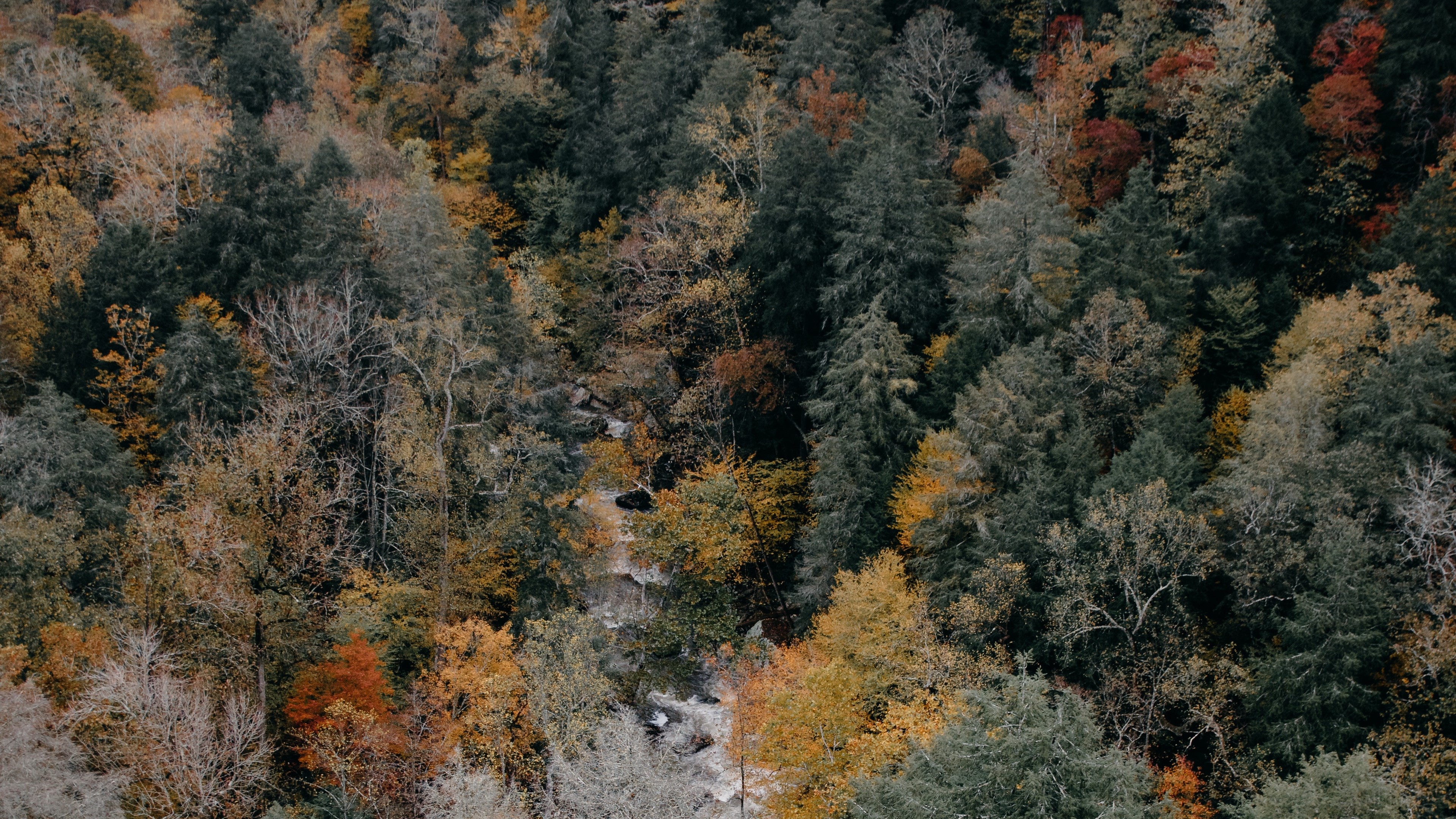 Aerial view of autumn forest with colorful trees HD Wallpaper