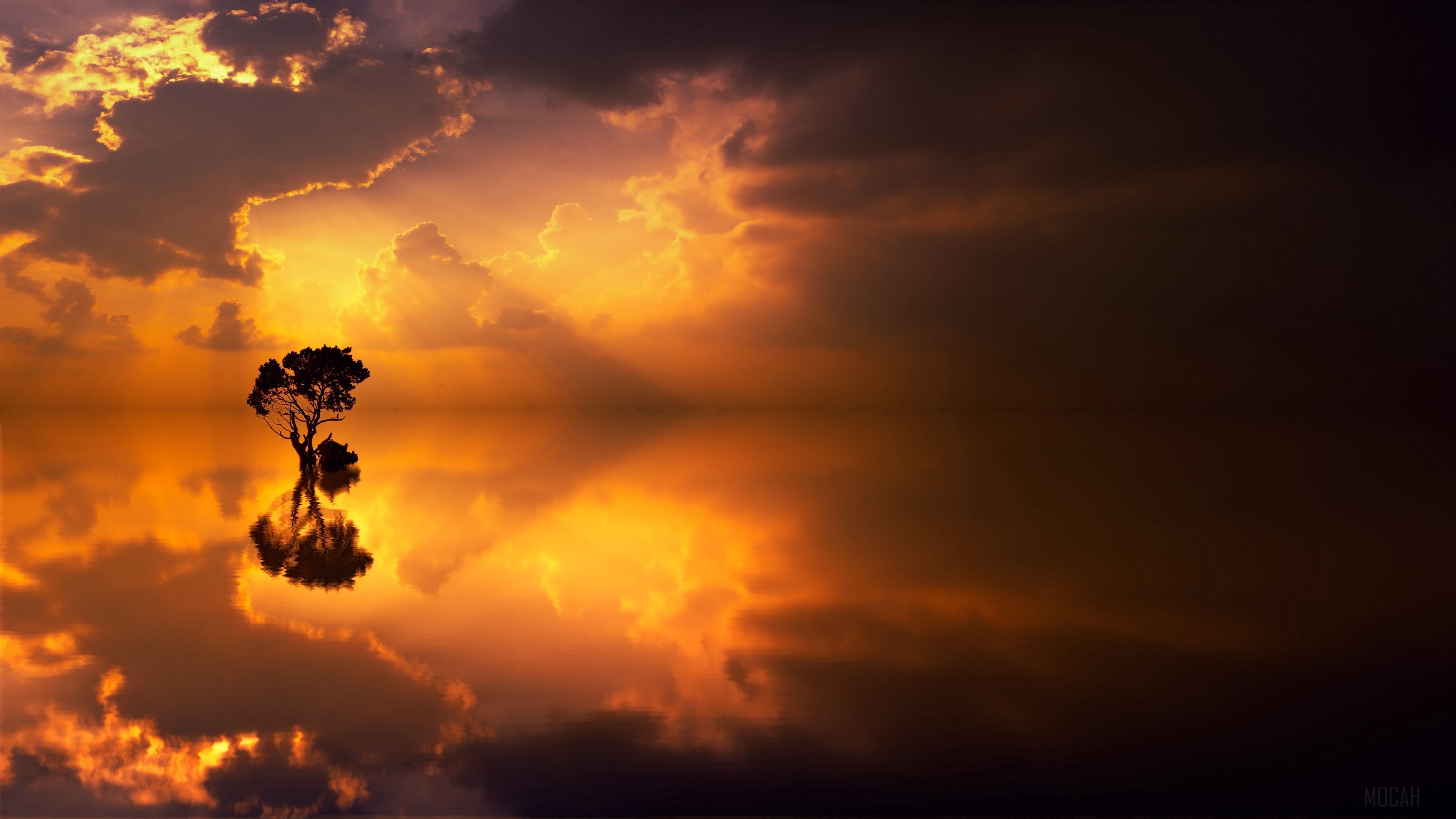 Lonely tree reflection on sea at sunset 4K HD Wallpaper