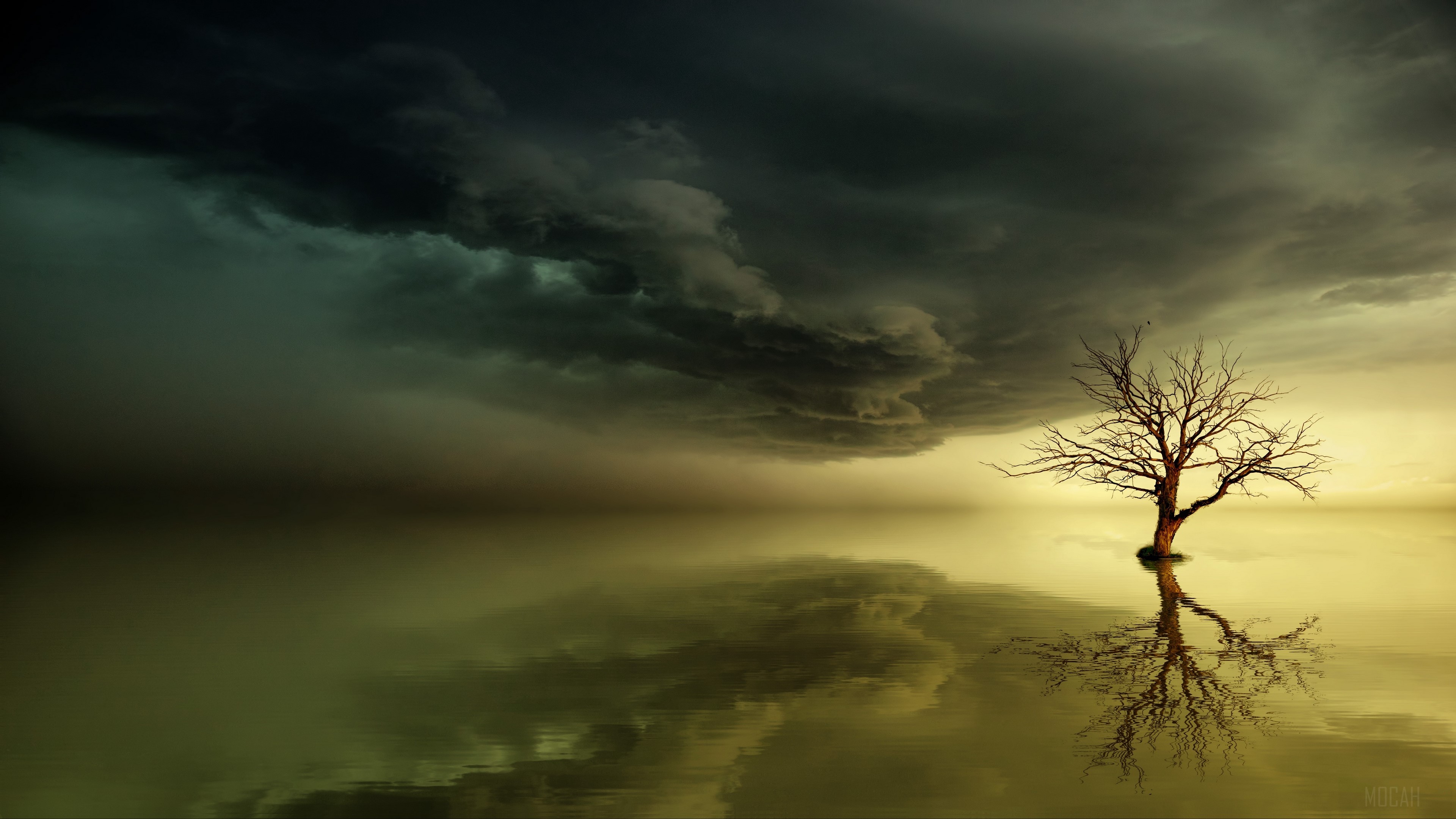 Lonely tree reflection horizon 4K HD Wallpaper