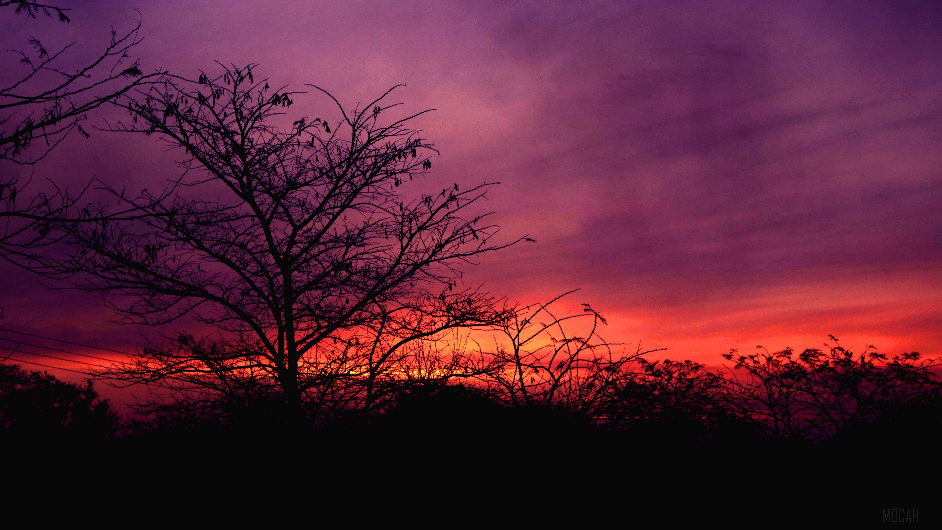 Silhouette of trees against a vibrant sunset sky HD Wallpaper