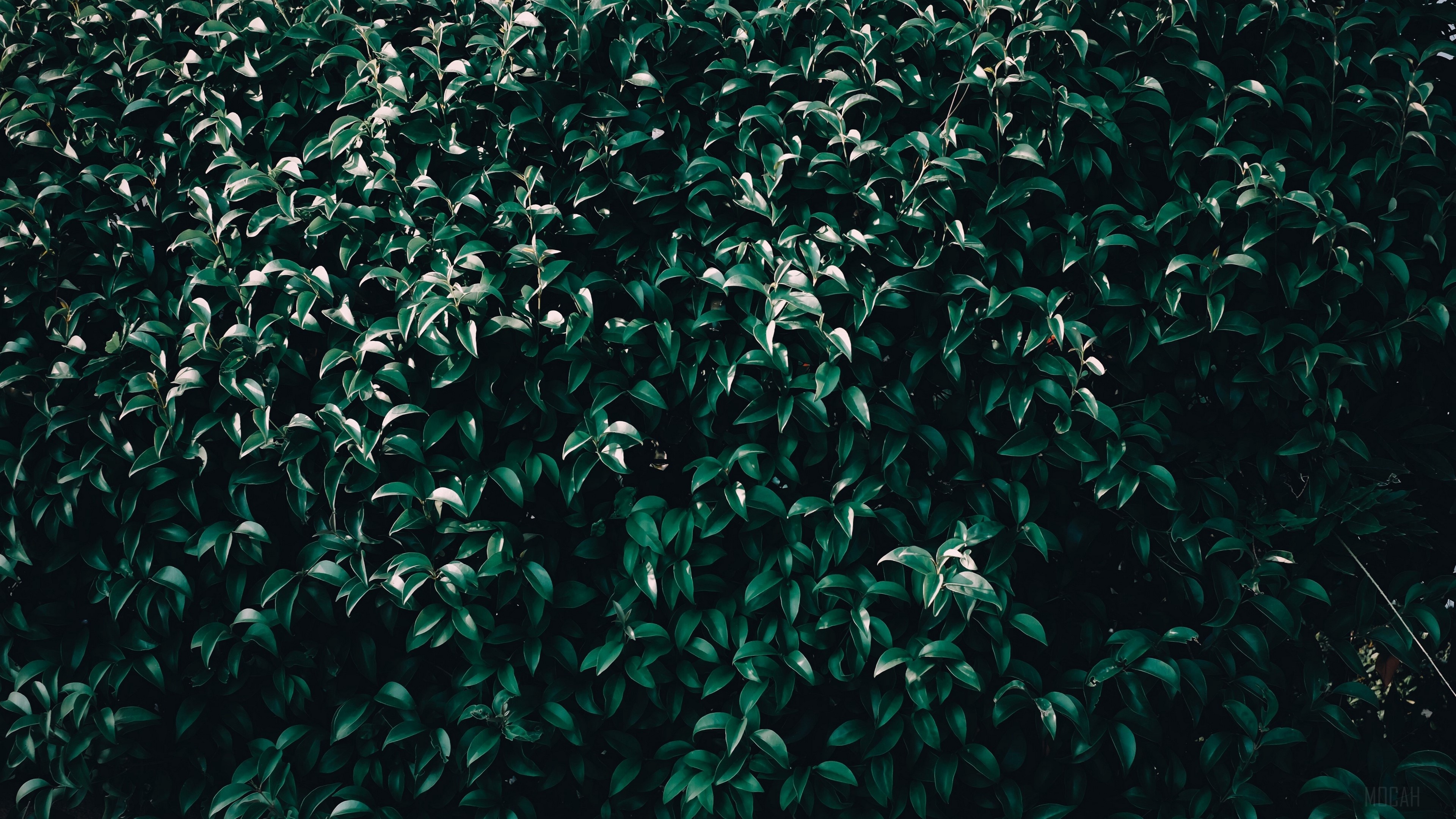 Dark Green Leaves and Branches 4K HD Wallpaper