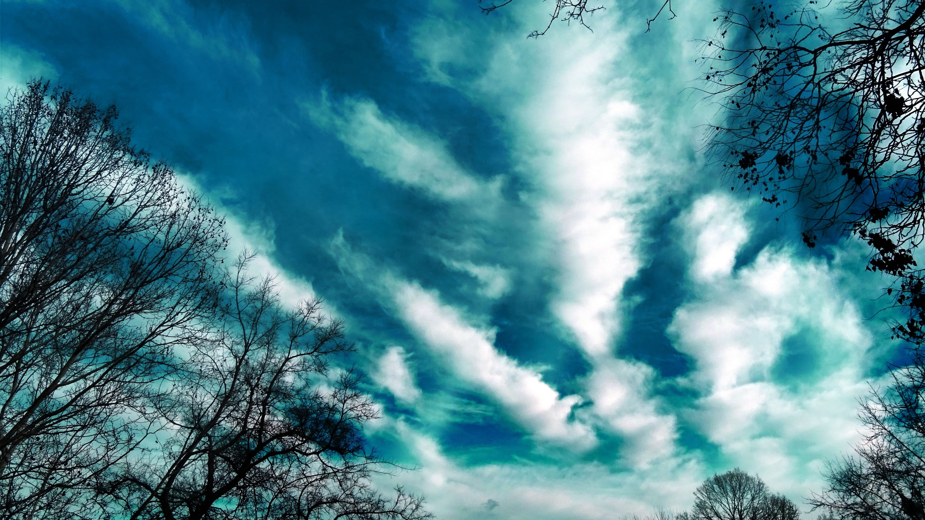 Trees against a dramatic sky with wispy clouds HD Wallpaper