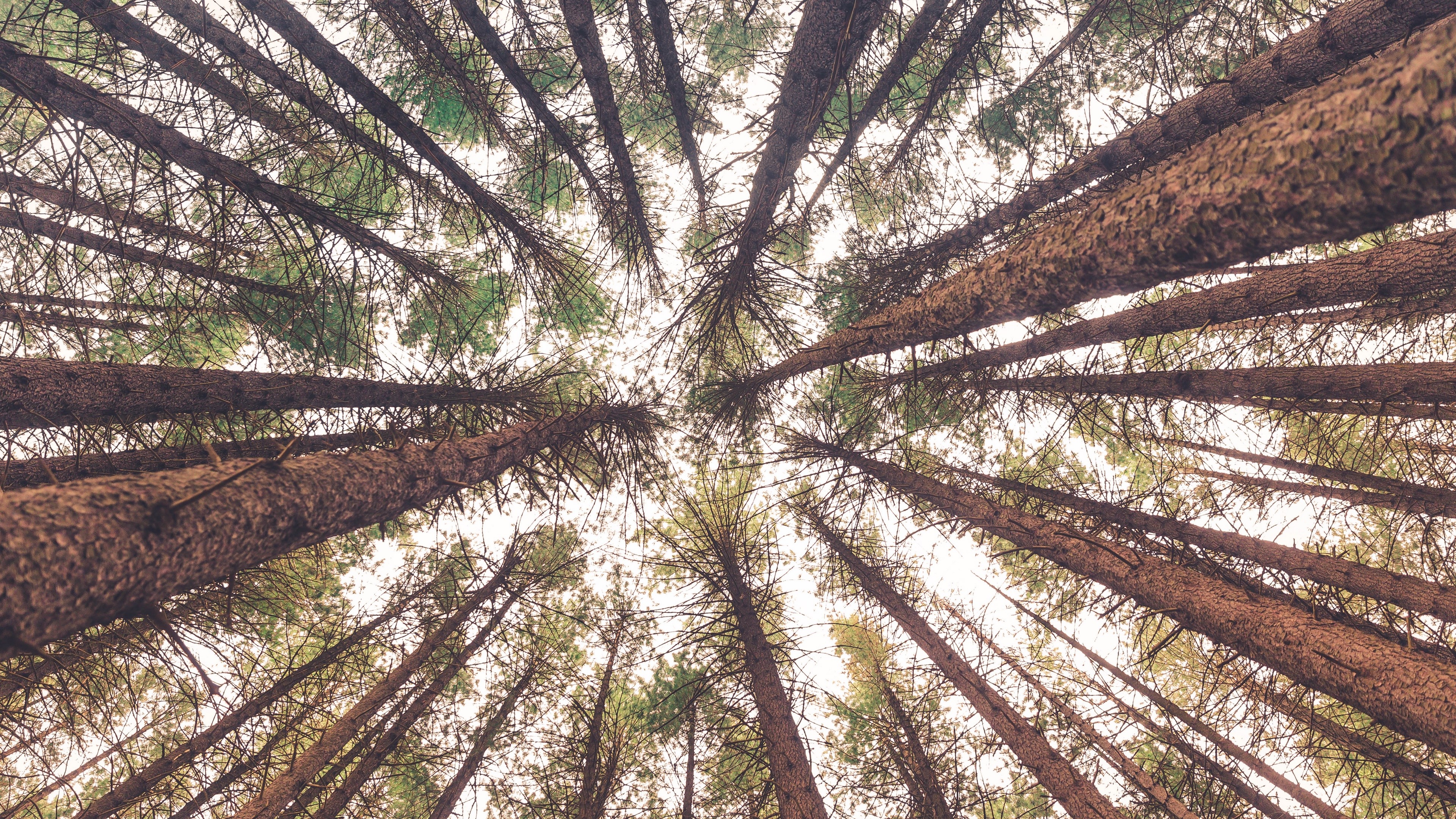 Looking up at tall pine trees from below HD Wallpaper