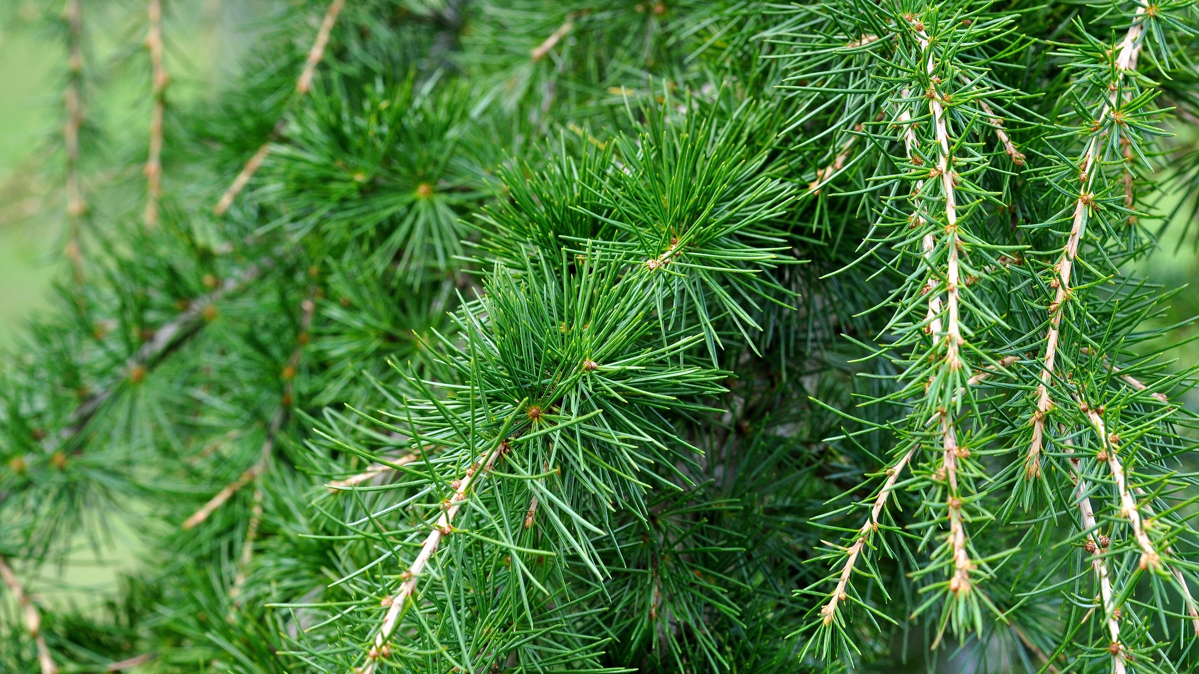 Close-up of Spruce Tree Needles 4K HD Wallpaper