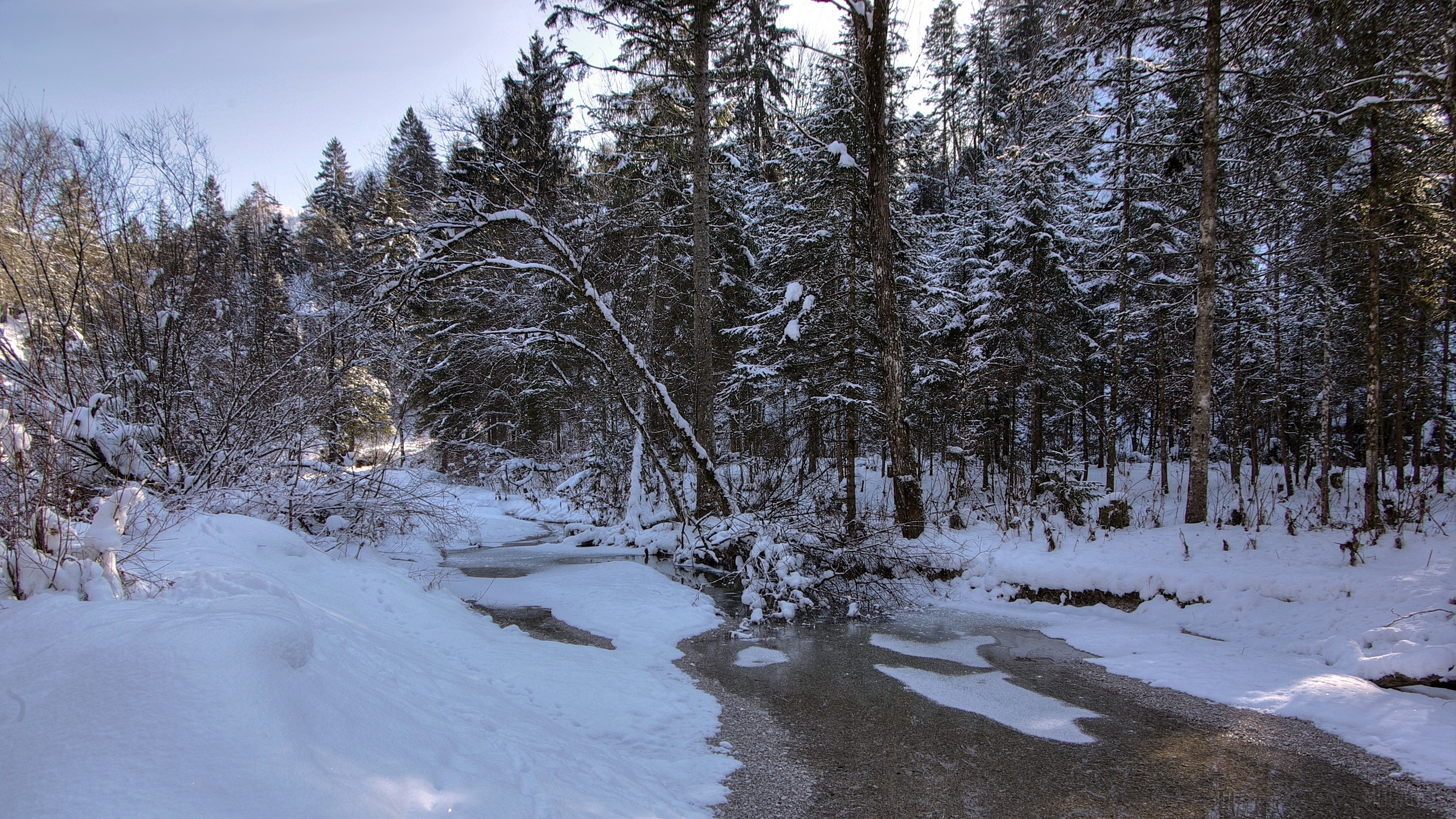 Winter forest with a frozen river HD Wallpaper