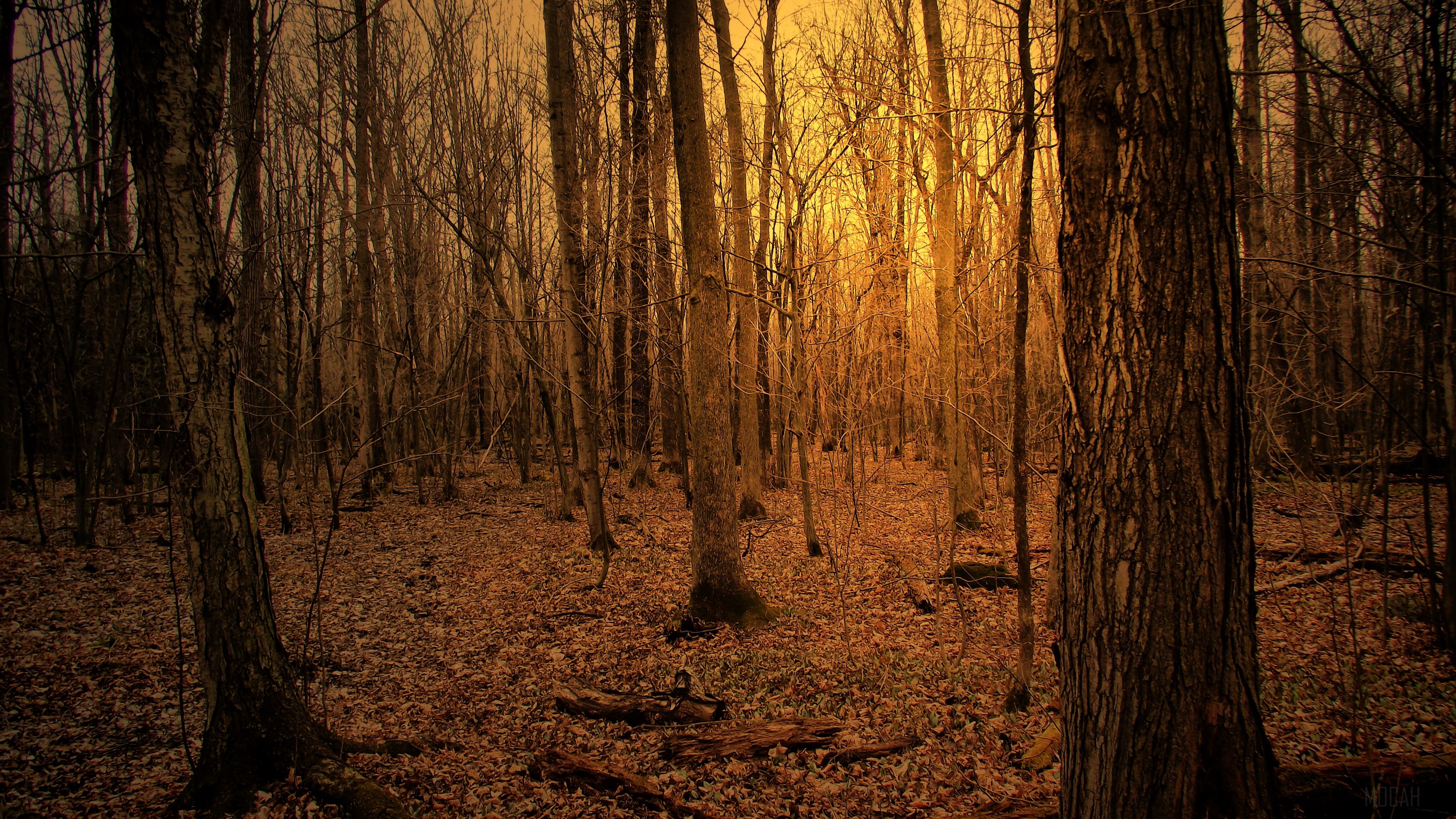Autumn forest with trees 4K HD Wallpaper