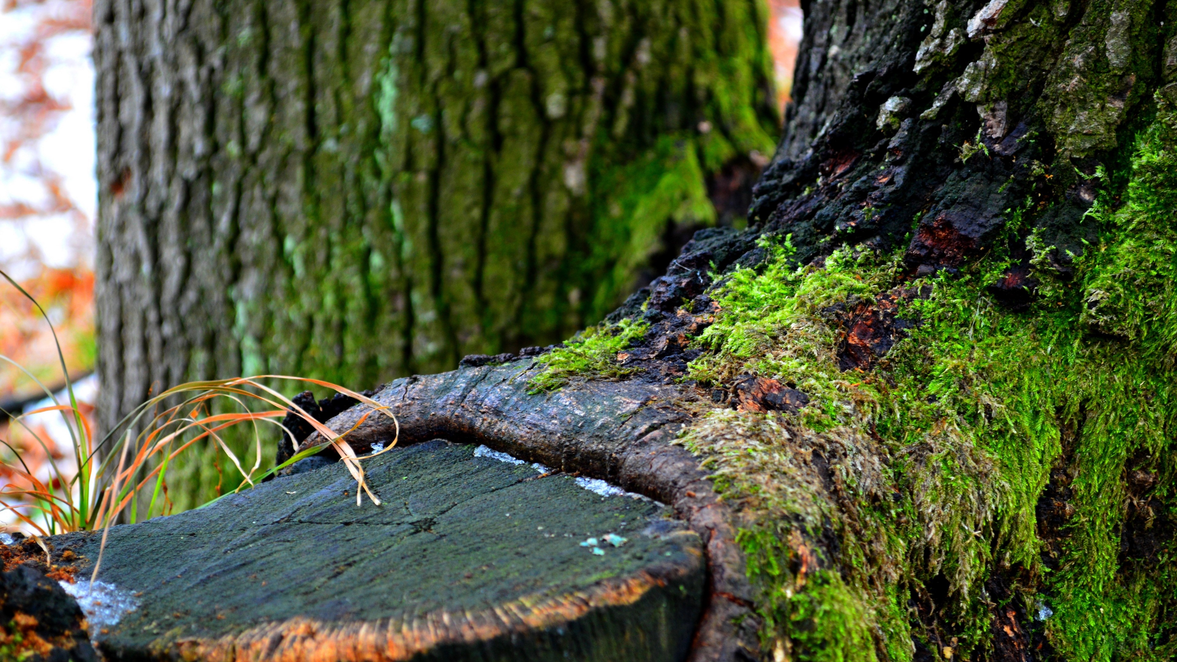 Mossy tree stump and bark in winter 4K HD Wallpaper