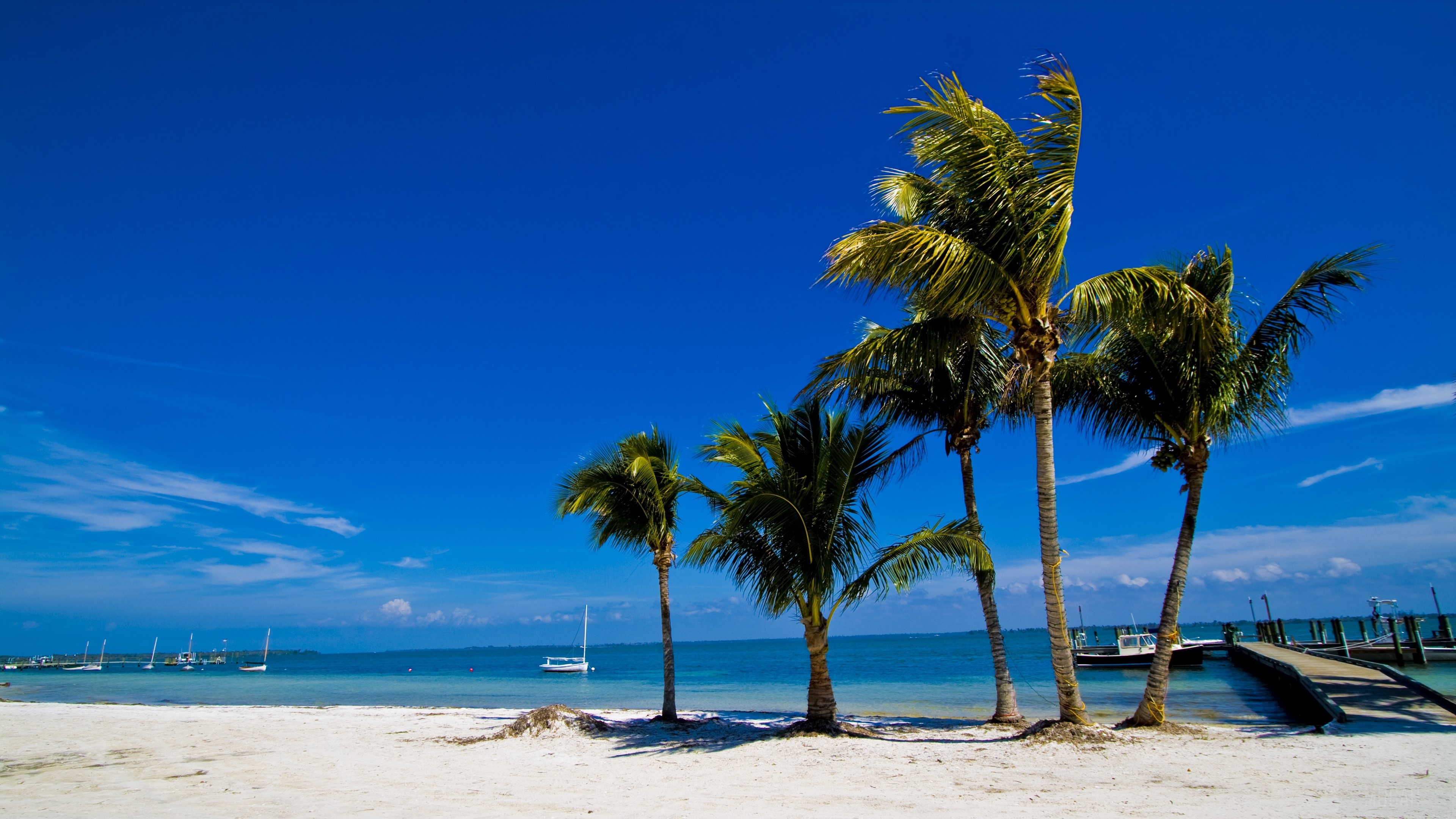 Palm trees on a sandy beach with boats in the ocean HD Wallpaper