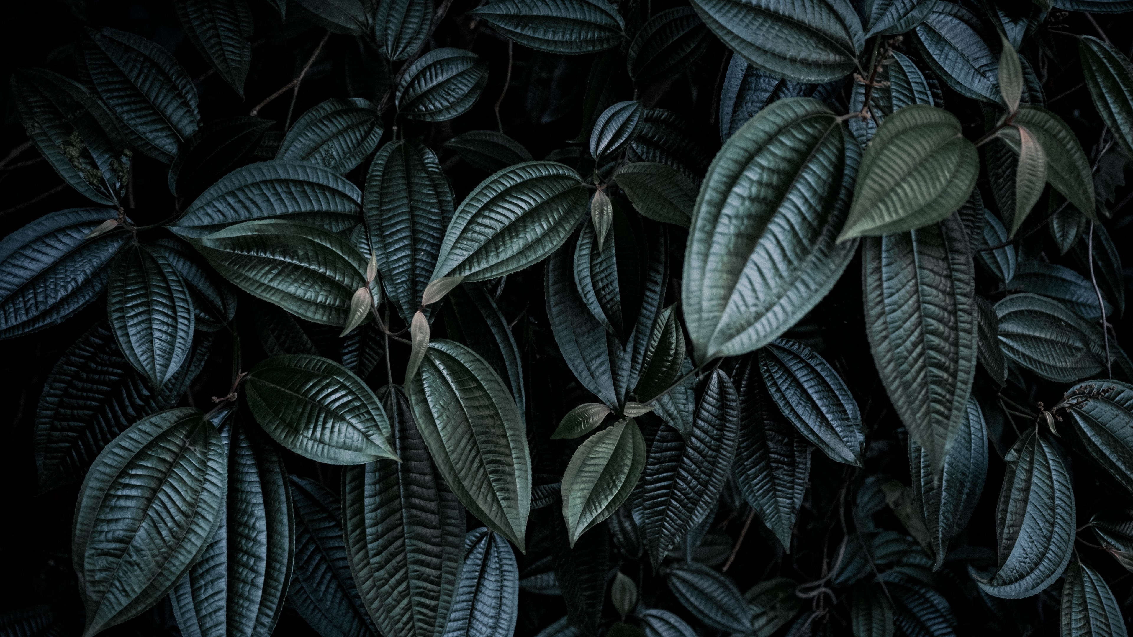 Dark leaves and branches 4K HD Wallpaper