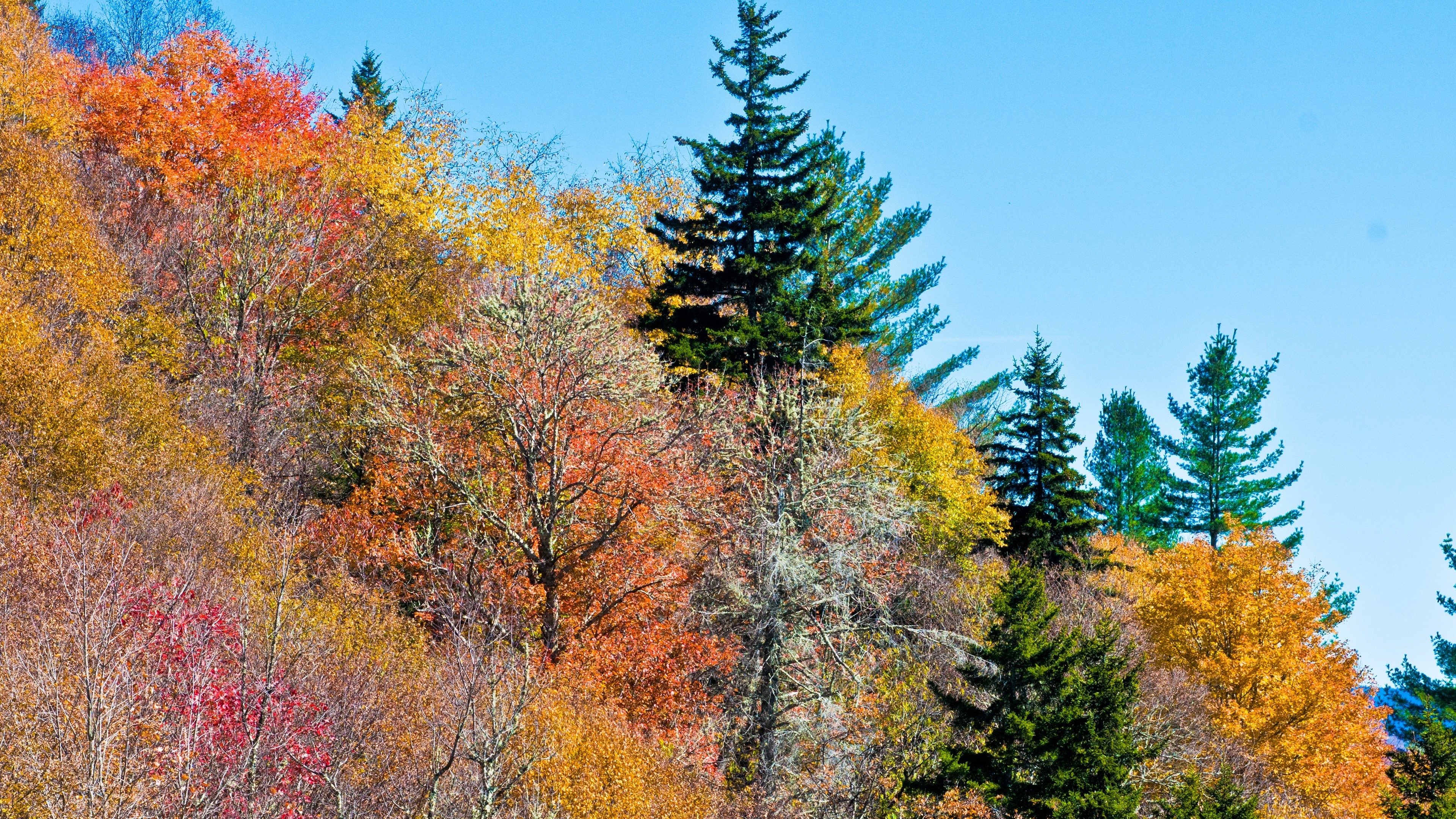 Autumn trees on a mountainside in 4K HD Wallpaper