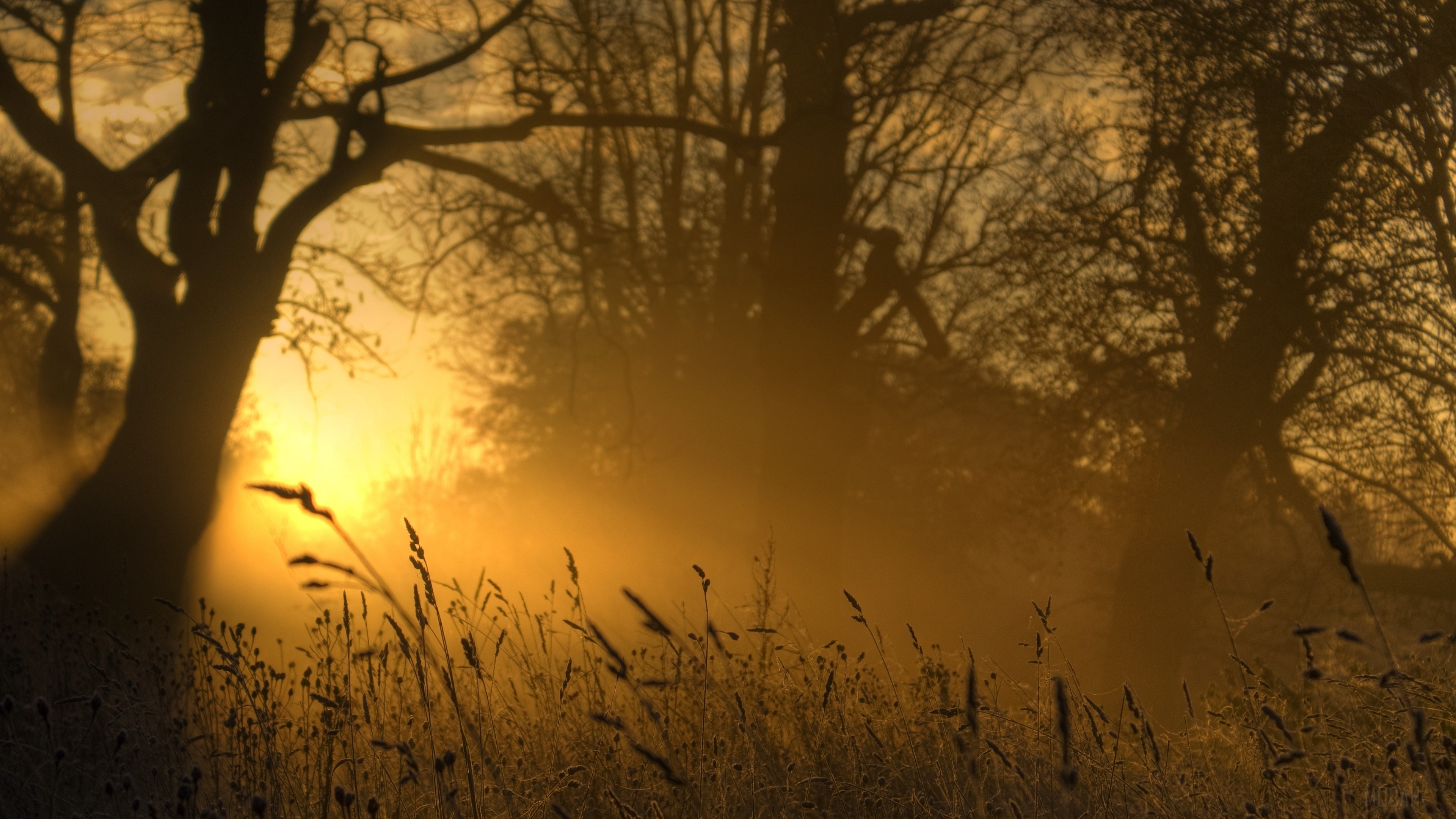 Sunlight through trees and grass in fog 4K HD Wallpaper