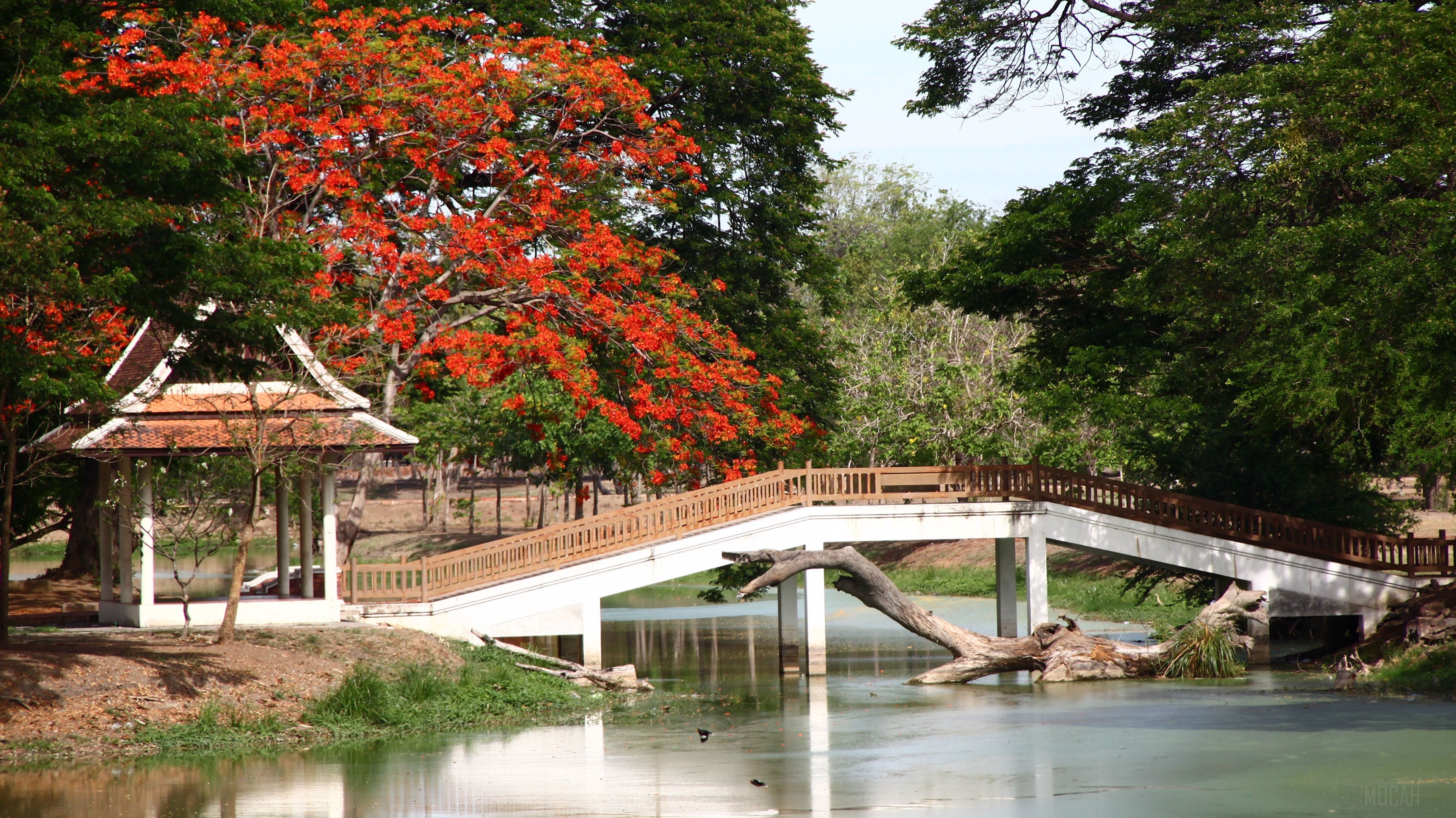Bridge and Arbor with Red Flowers HD Wallpaper