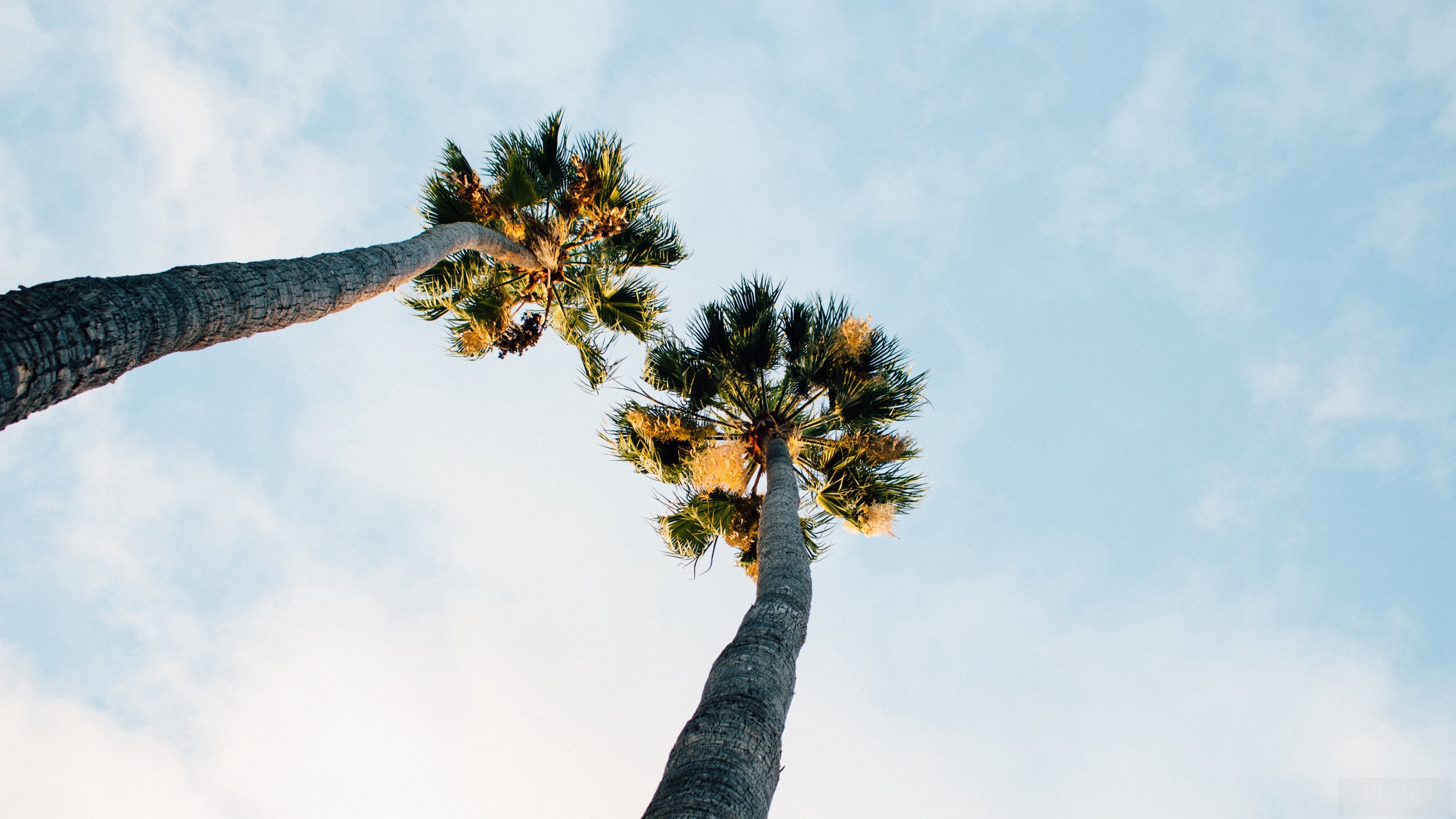 Two palm trees against a cloudy sky 4K HD Wallpaper